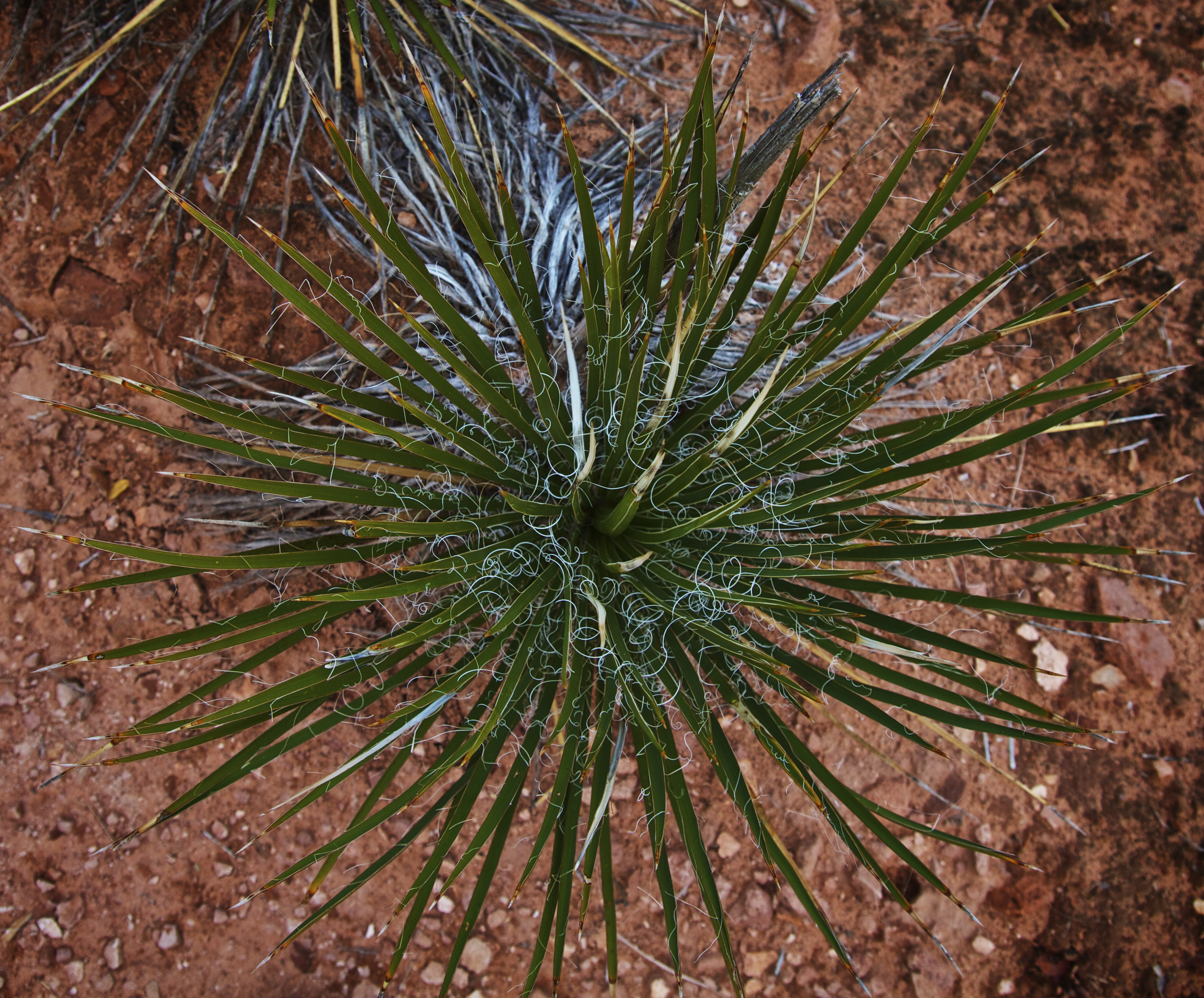 Desert Life (5205409234)