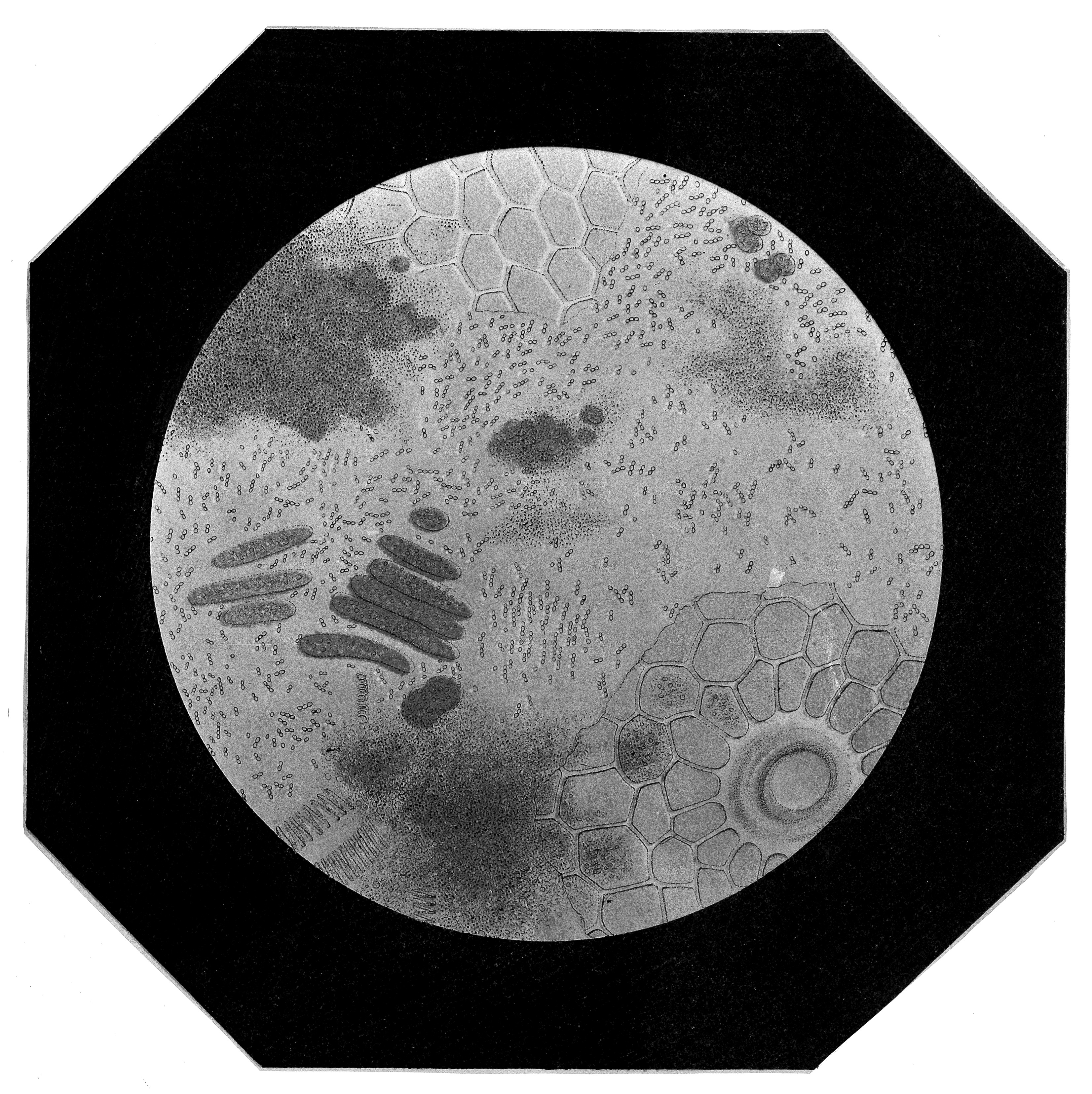 Diseases in silk worms Wellcome M0010710