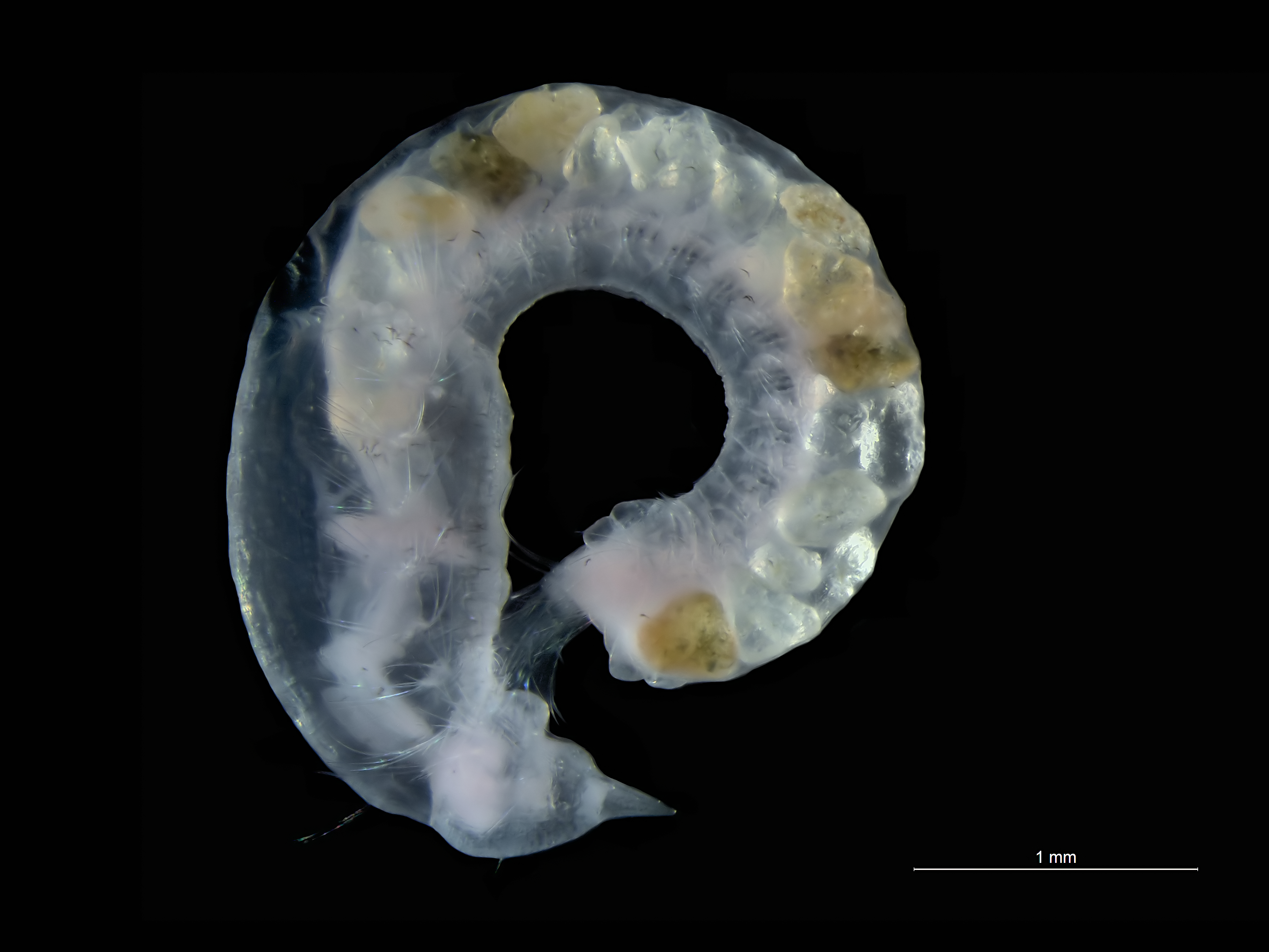 Euzonus flabelligerus