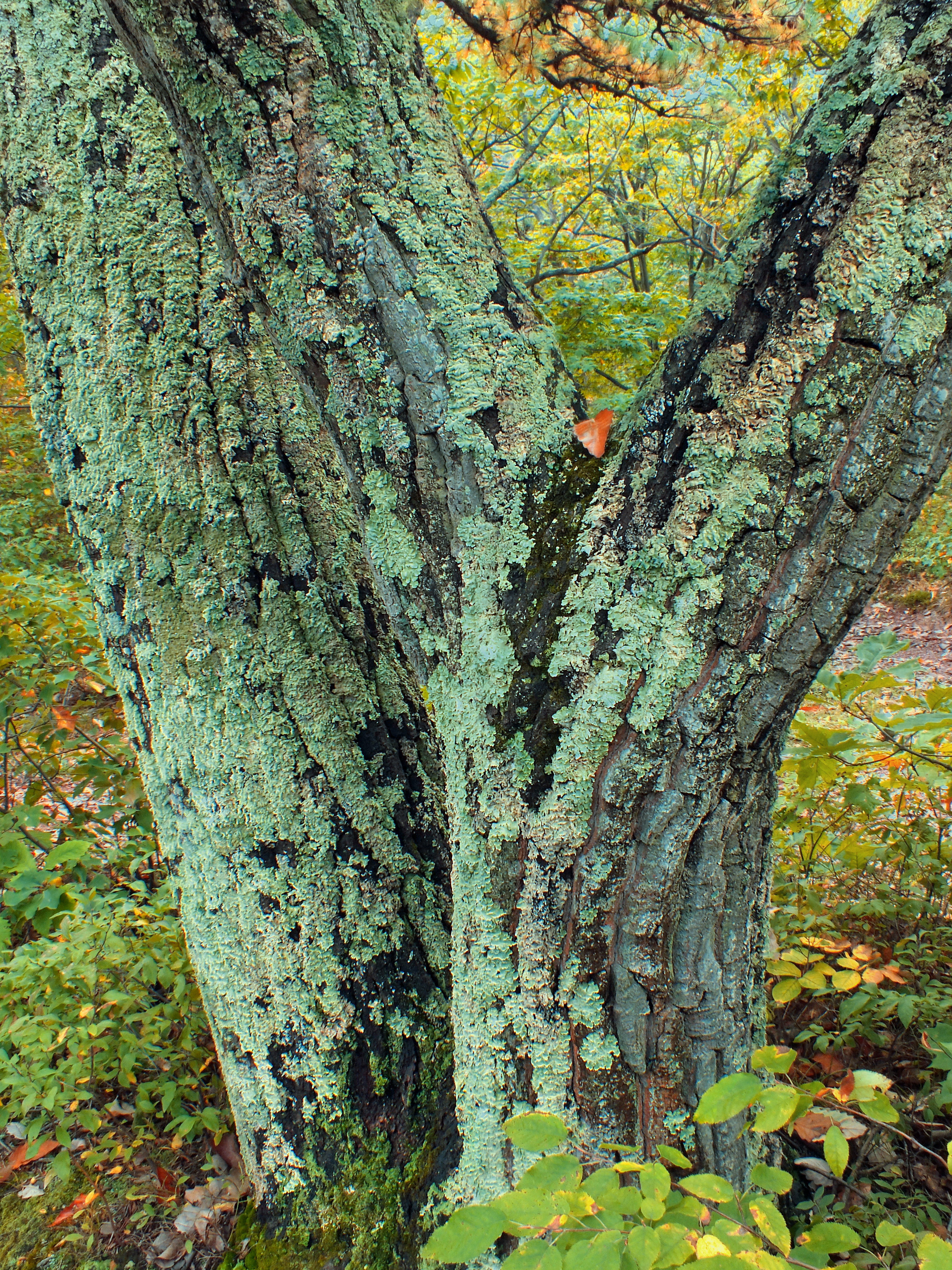 Flickr - Nicholas T - Overlain