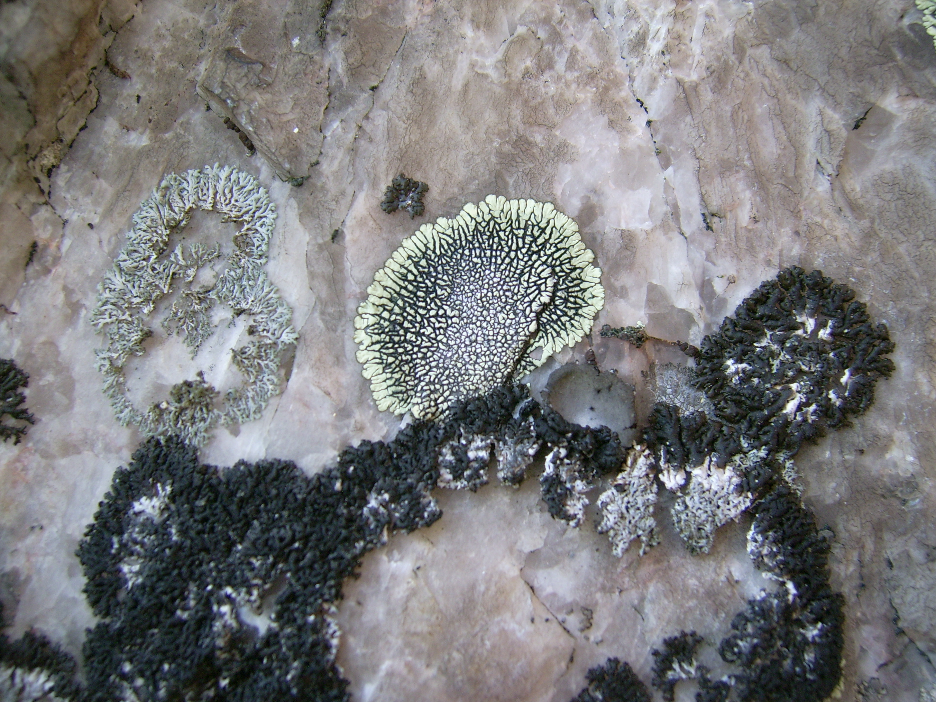 Fun lichen, Agawa Rock
