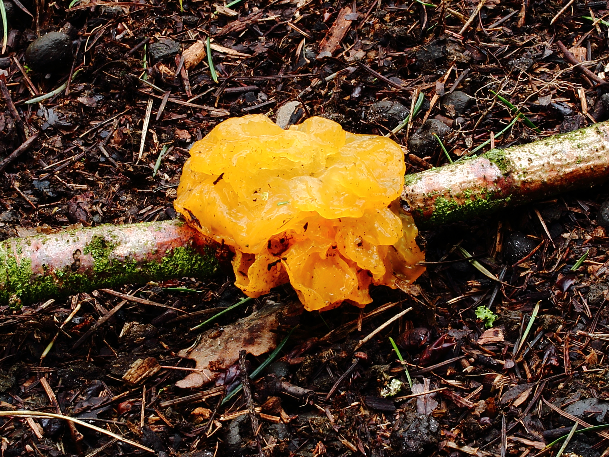 Gele trilzwam (Tremella mesenterica)