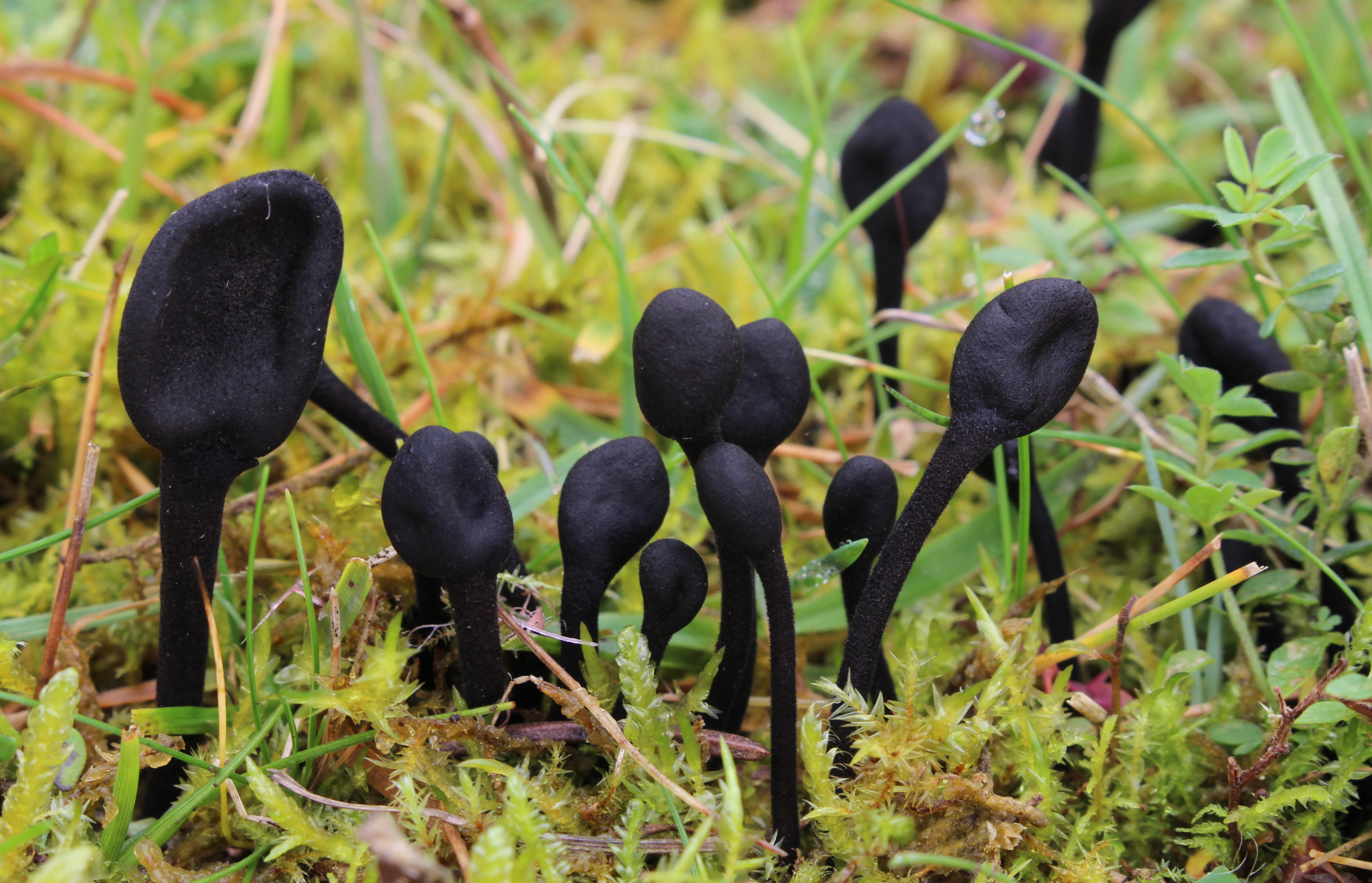 Gemeine Haarzunge Trichoglossum hirsutum