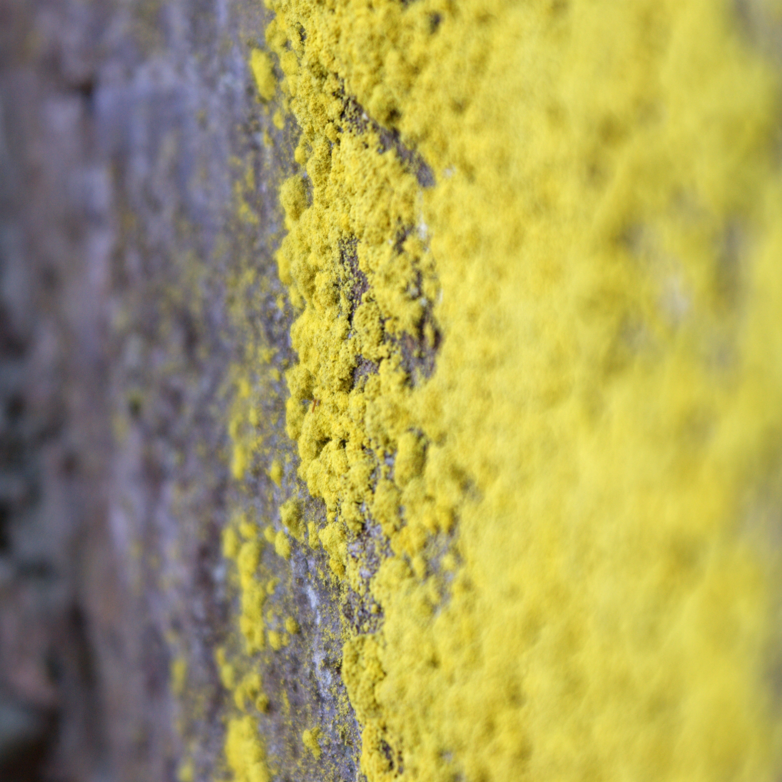 Gold Dust Lichen (4570572807)