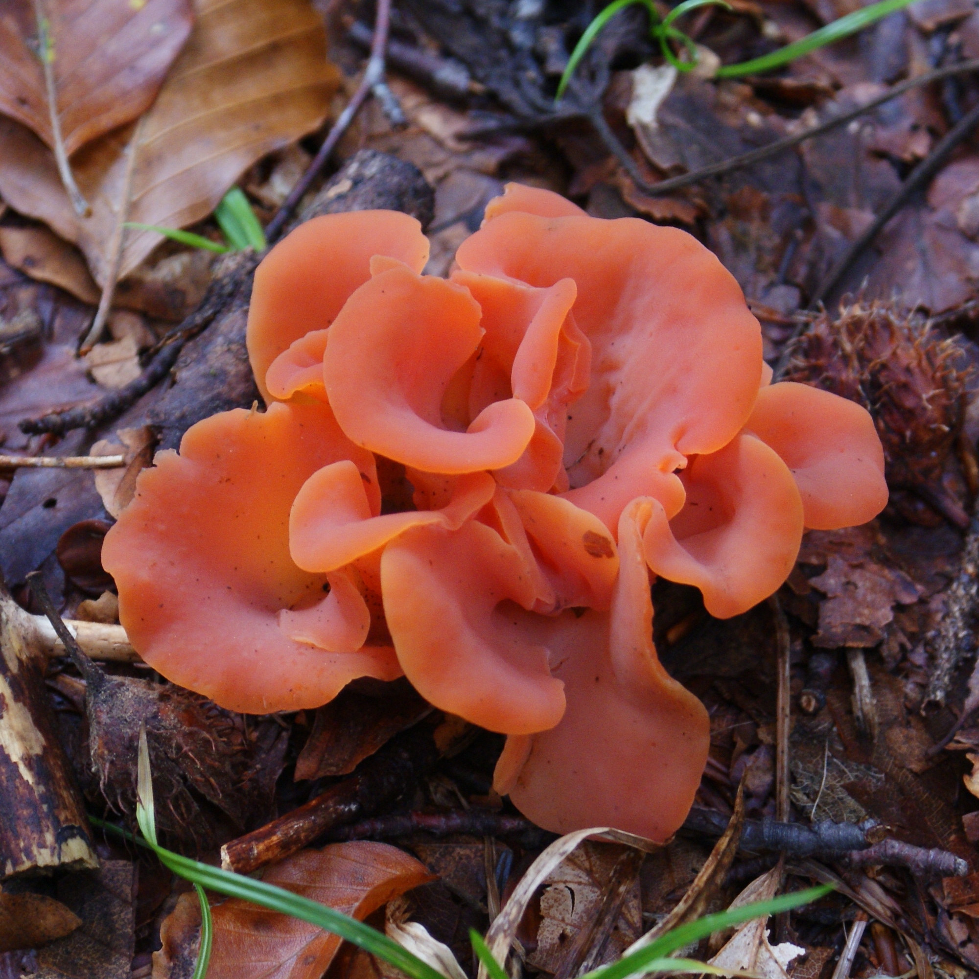 Guepinia helvelloides Vercors