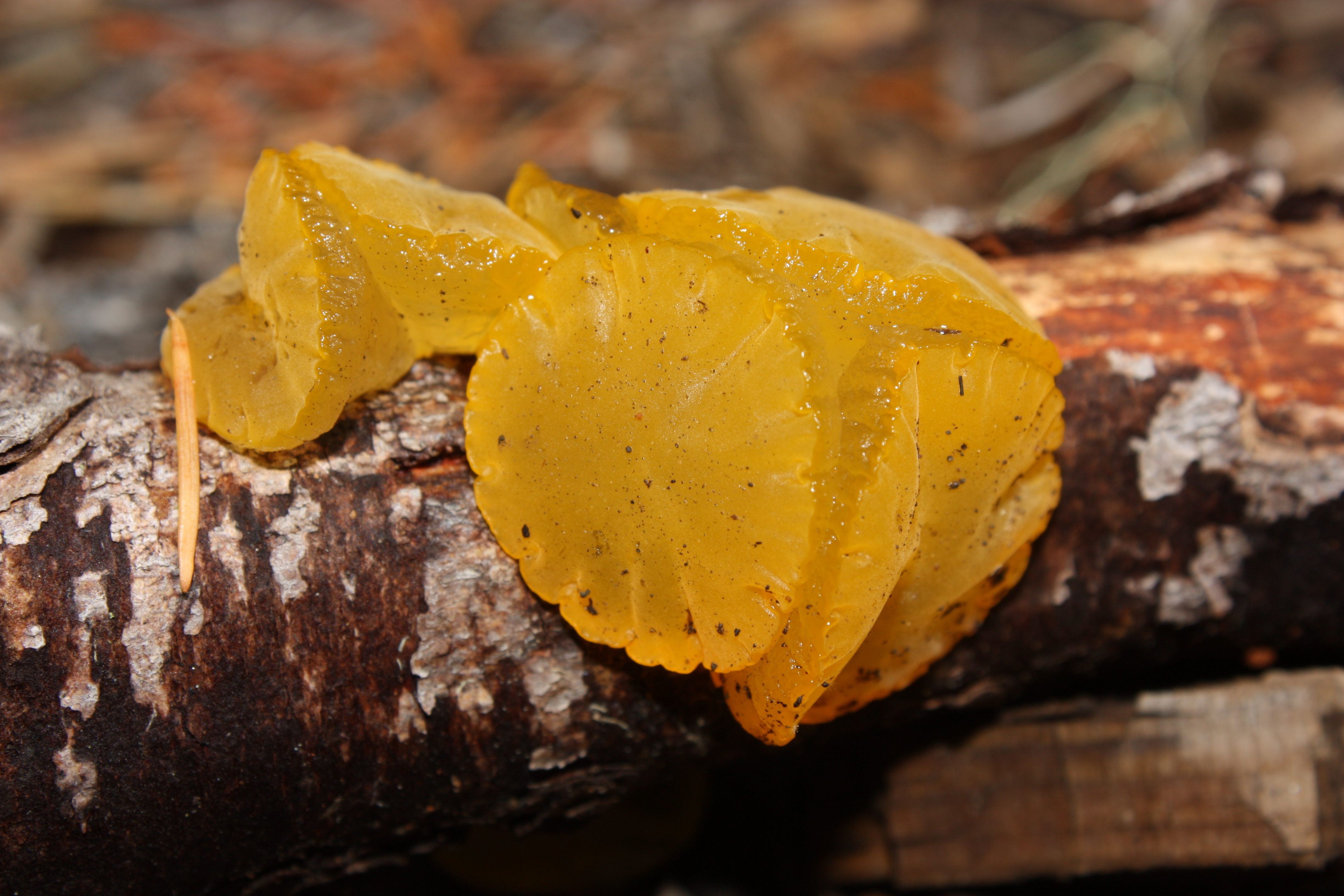 Guepiniopsis alpina 5849