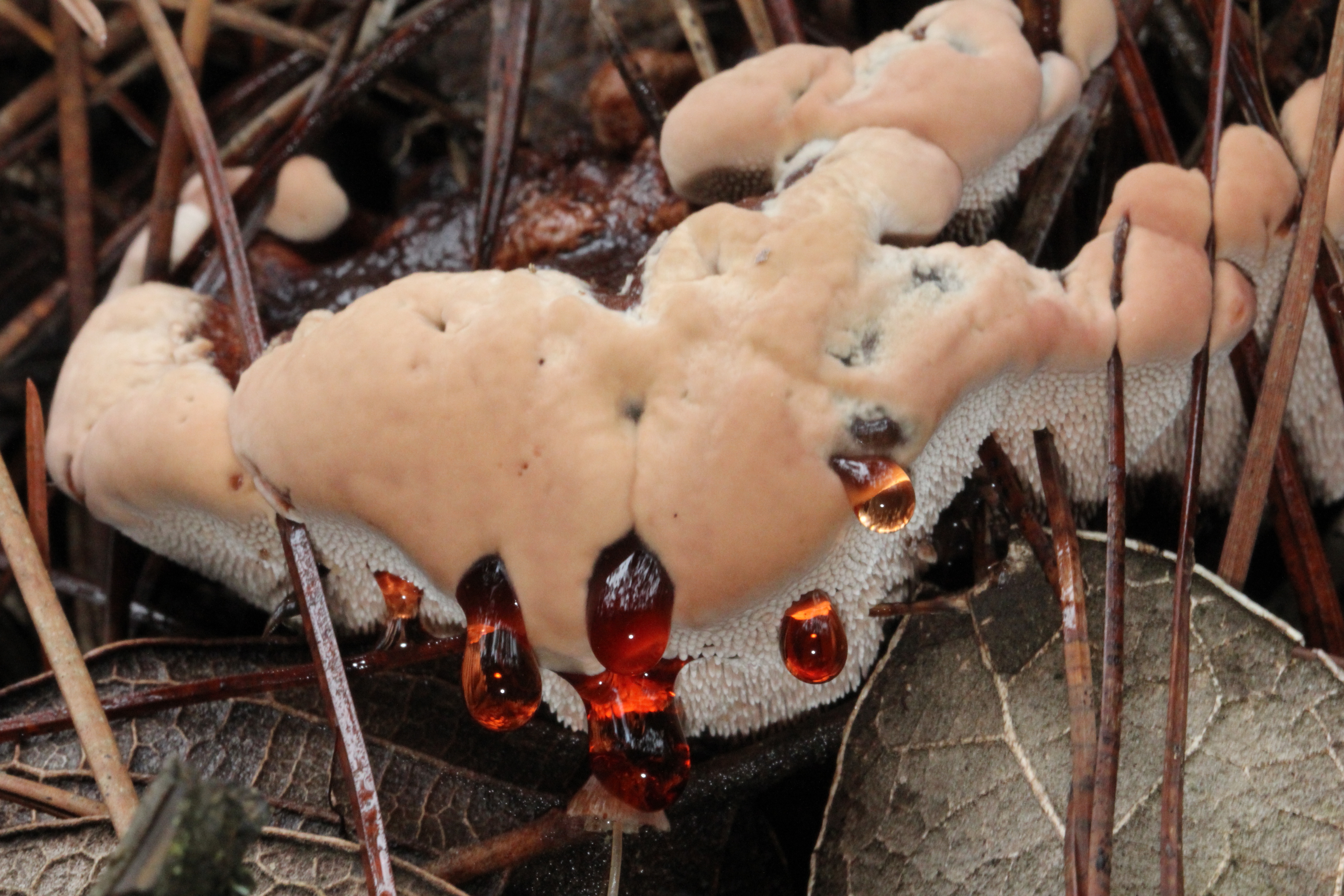 Hydnellum ferrugineum 181546