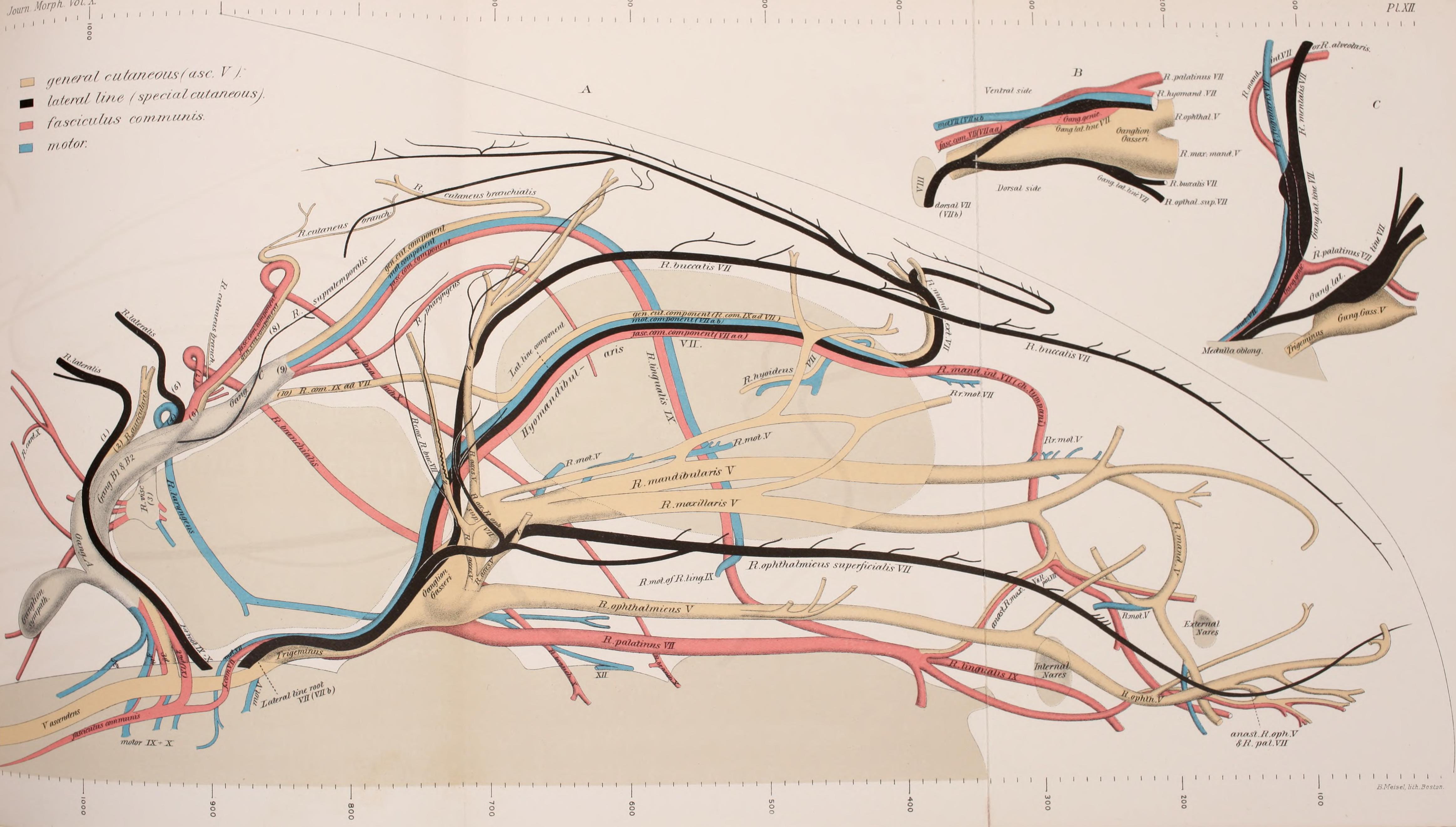 Journal of morphology (1895) (14781951554)