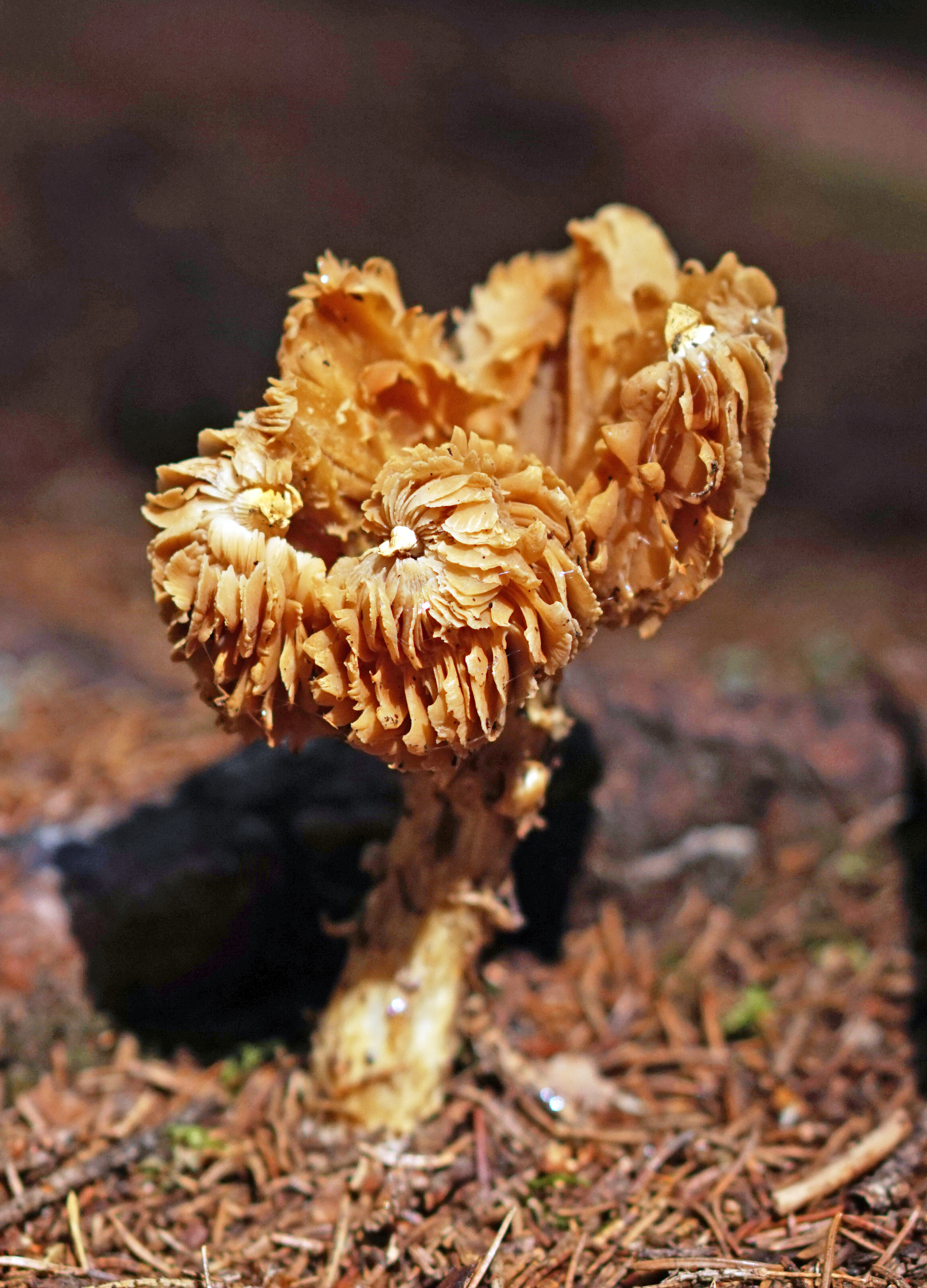 Jyväskylä - fungi 13