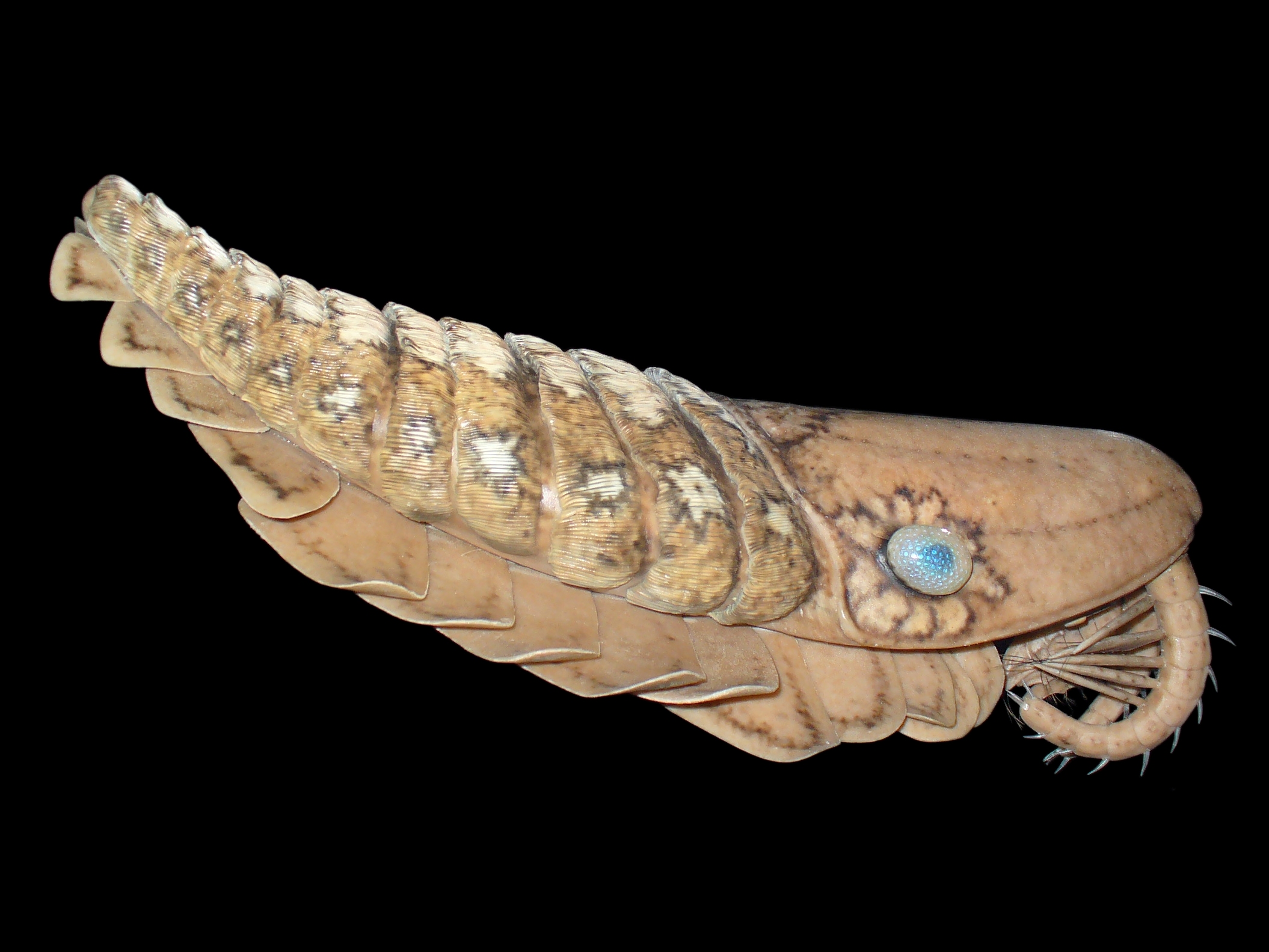 Laggania cambria 01