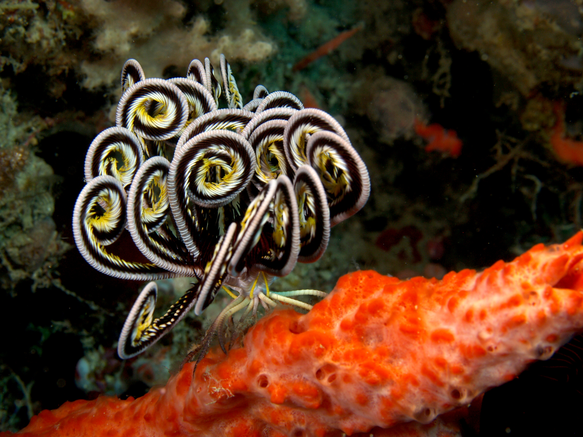 Lamprometra sp. (Feather star)