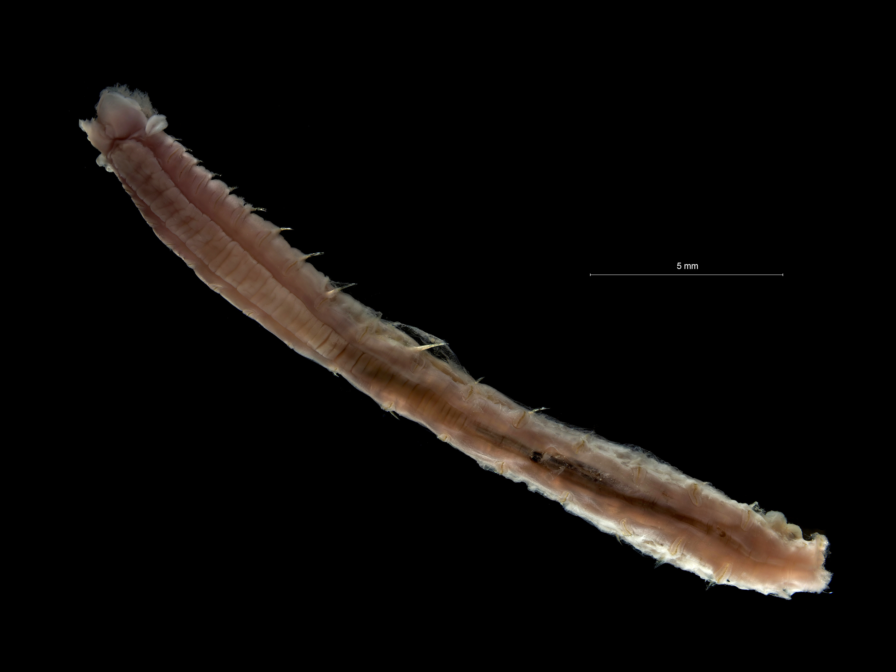 Lanice conchilega (animal)