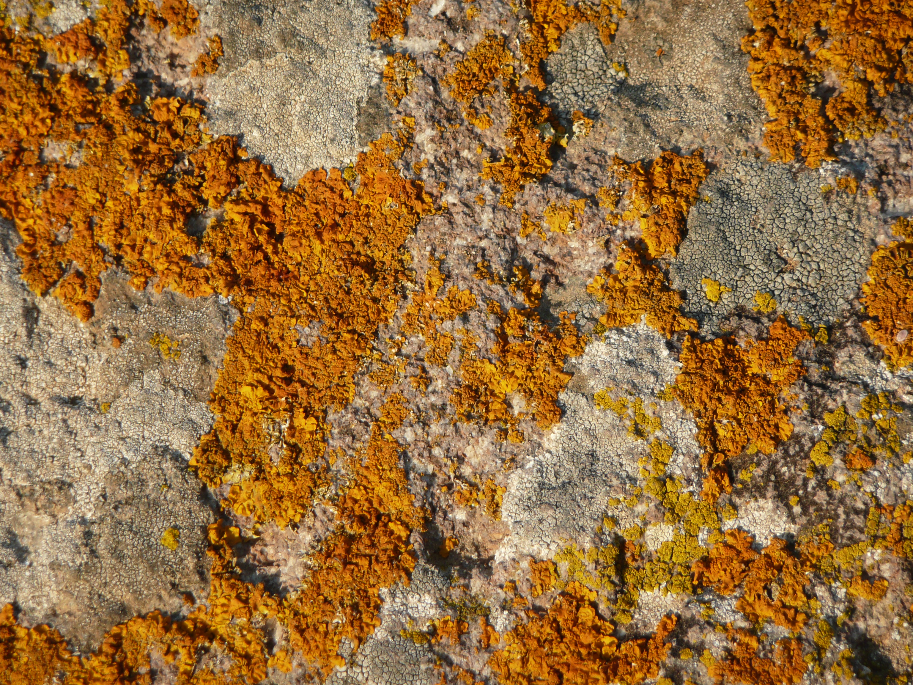 Lichen 1280422
