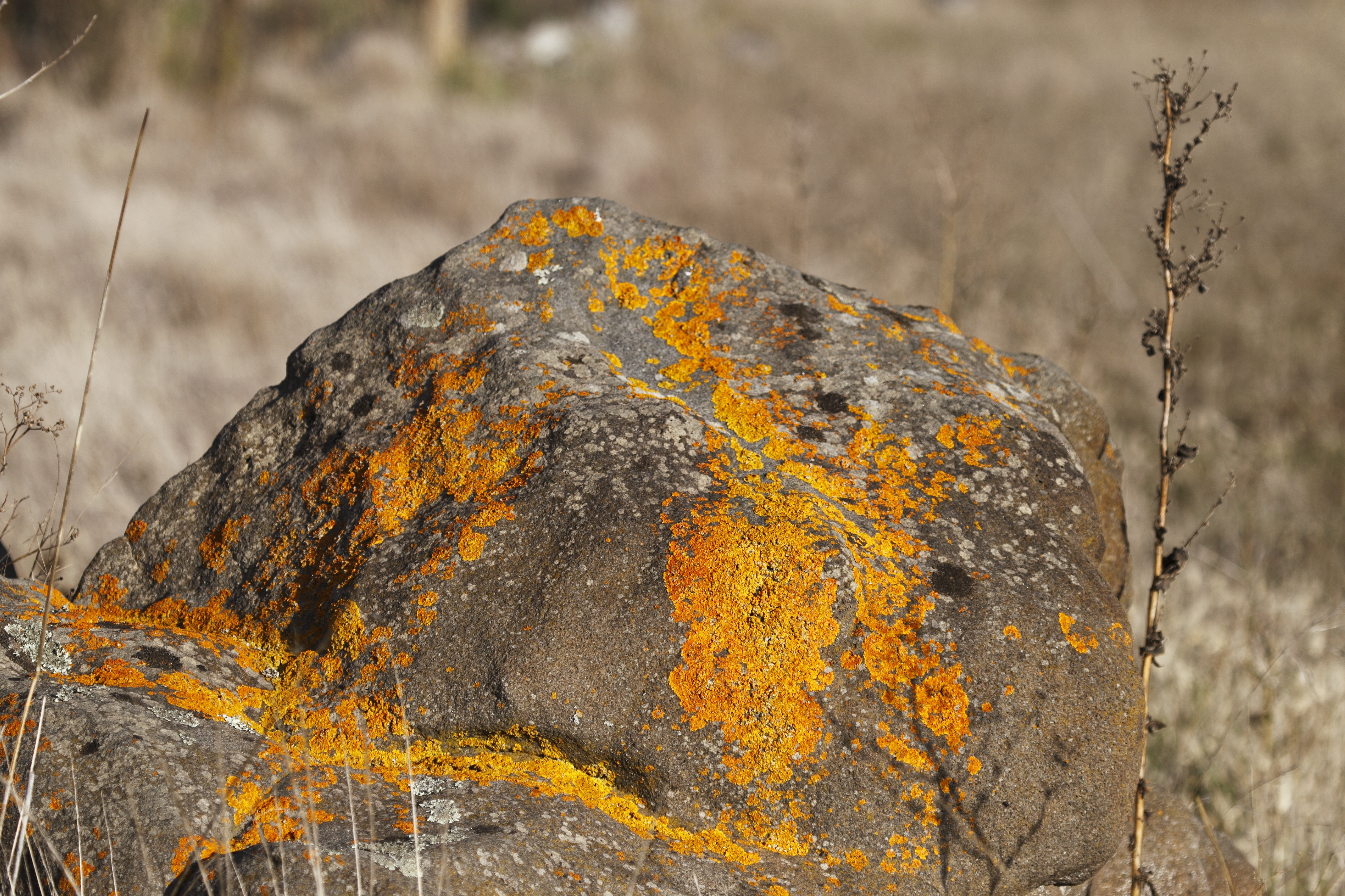Lichen (14015469288)