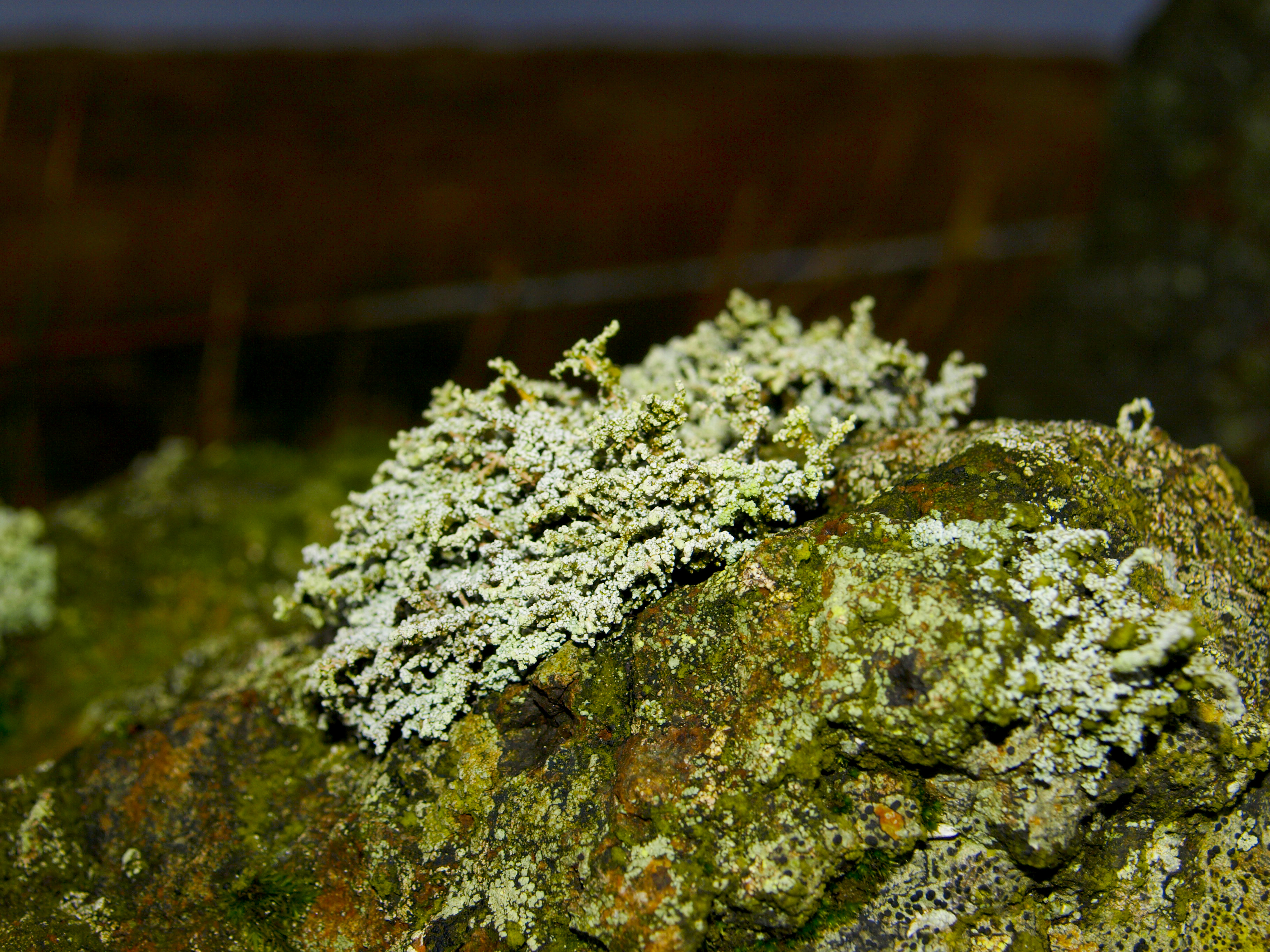 Lichen (2222921101)