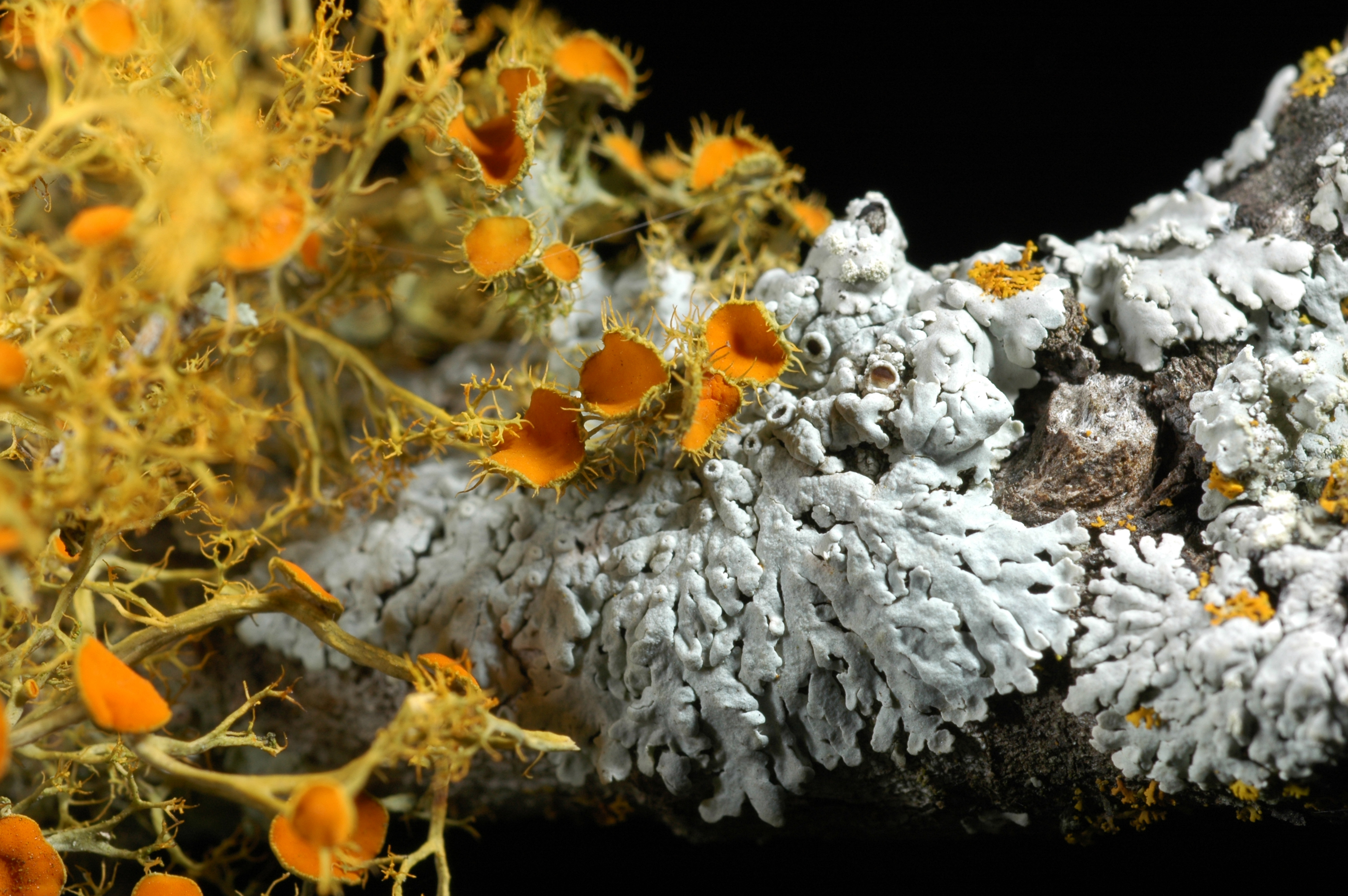 Lichen (389993985)