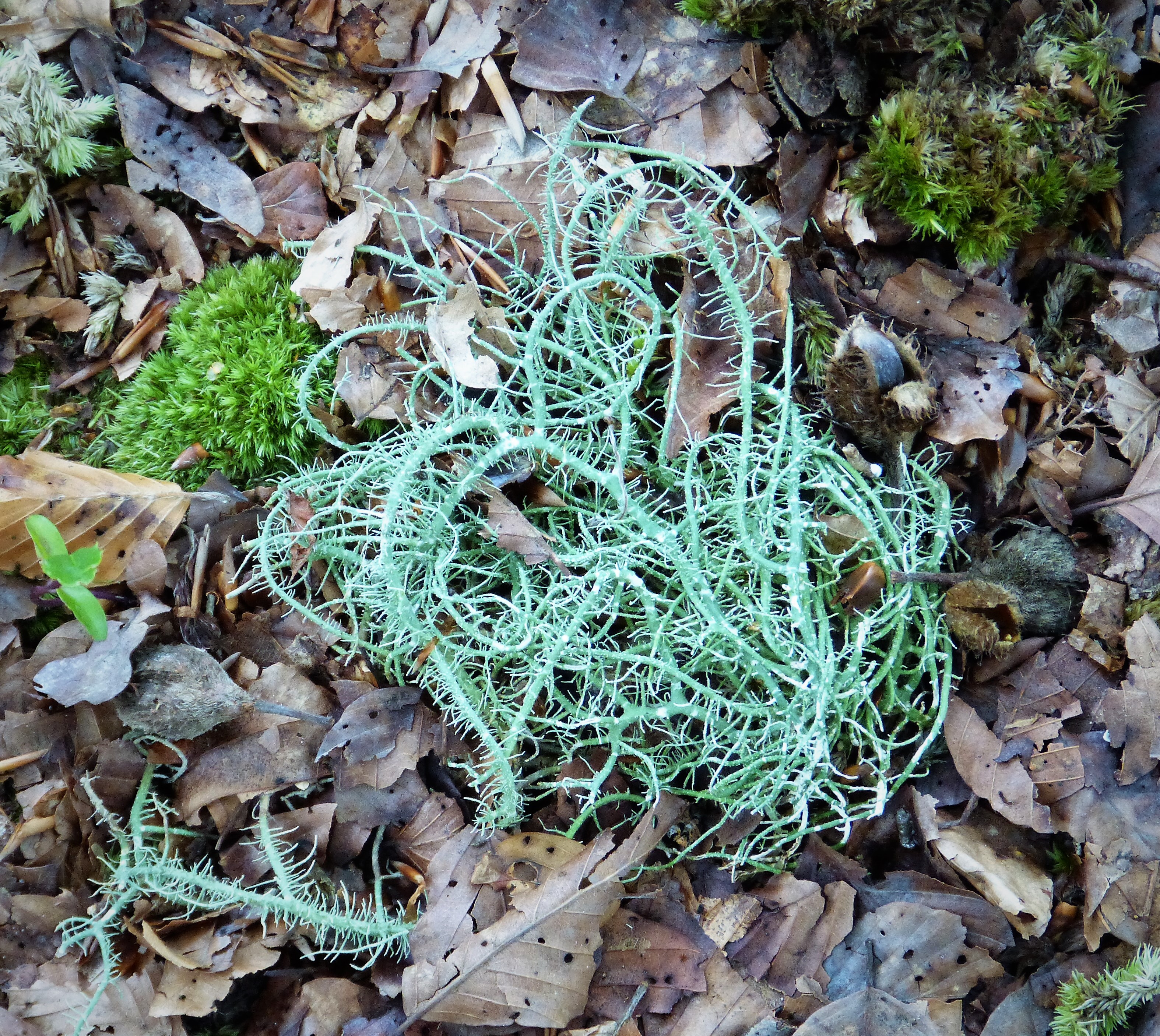 Lichen (39420393624)