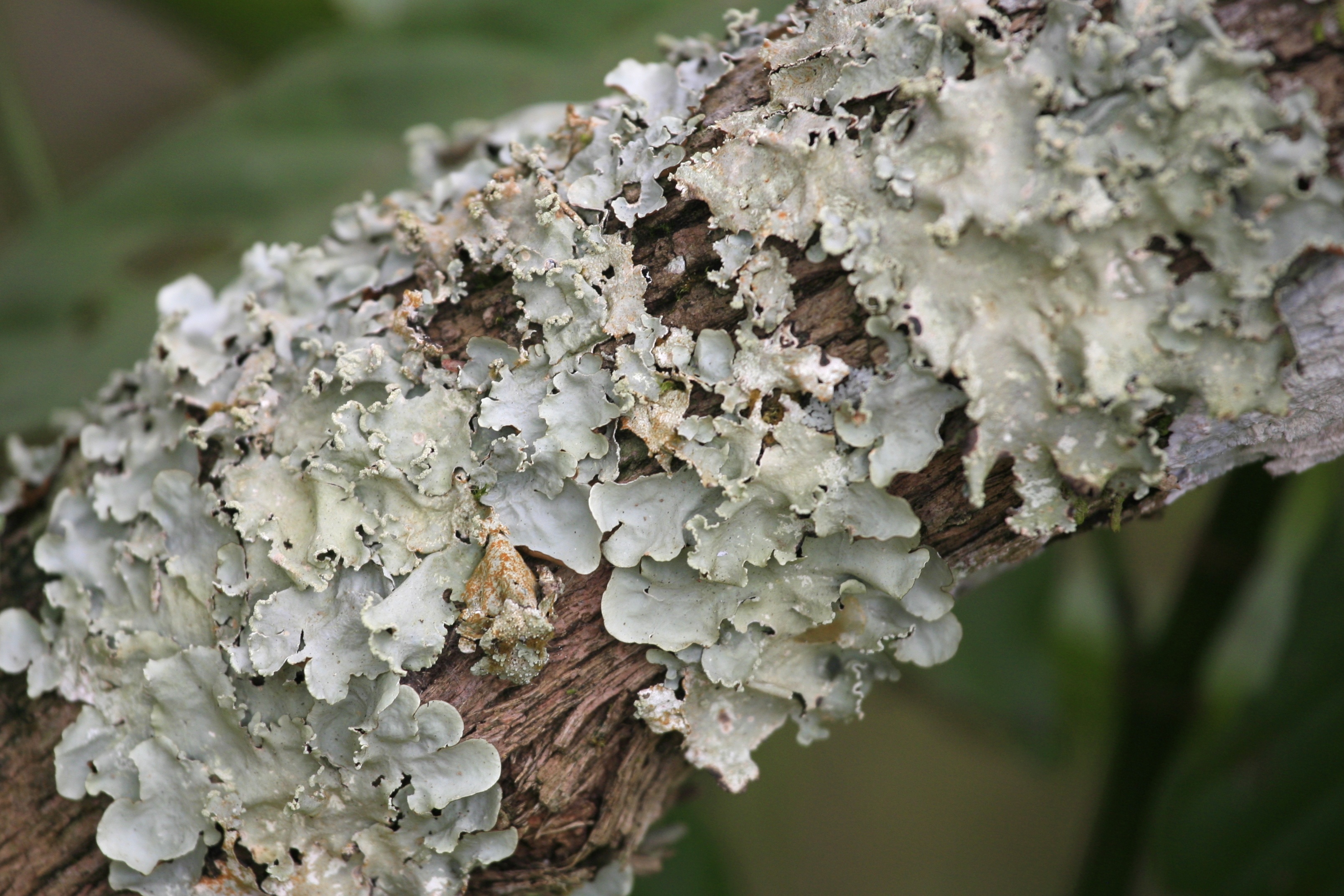 Lichen (5465493518)