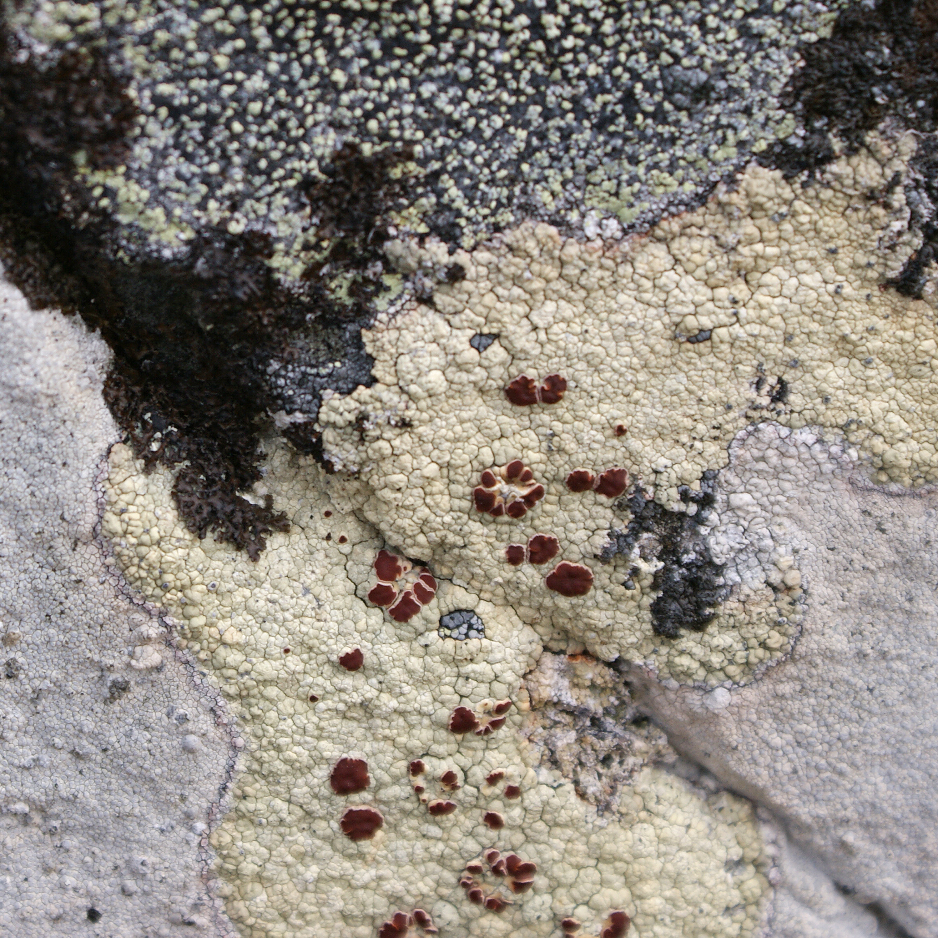 Lichen (9937778204)