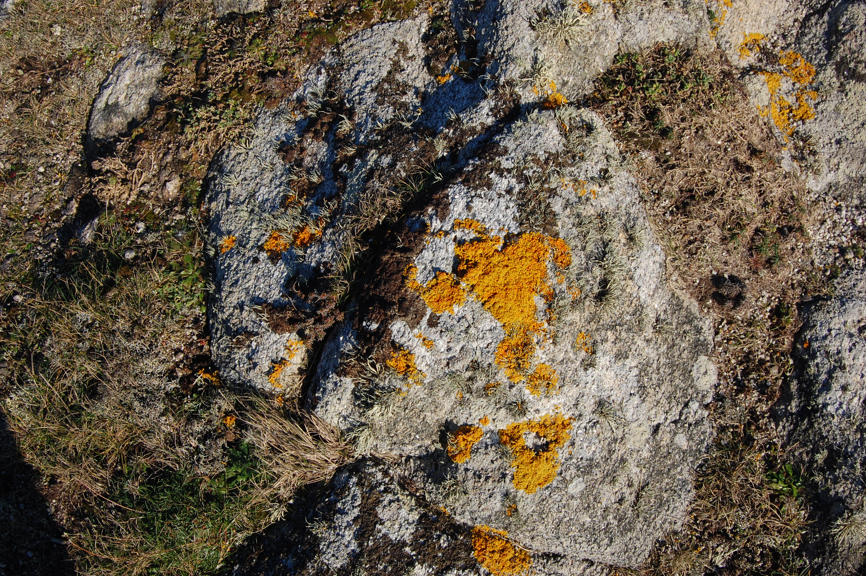 Lichen coeur