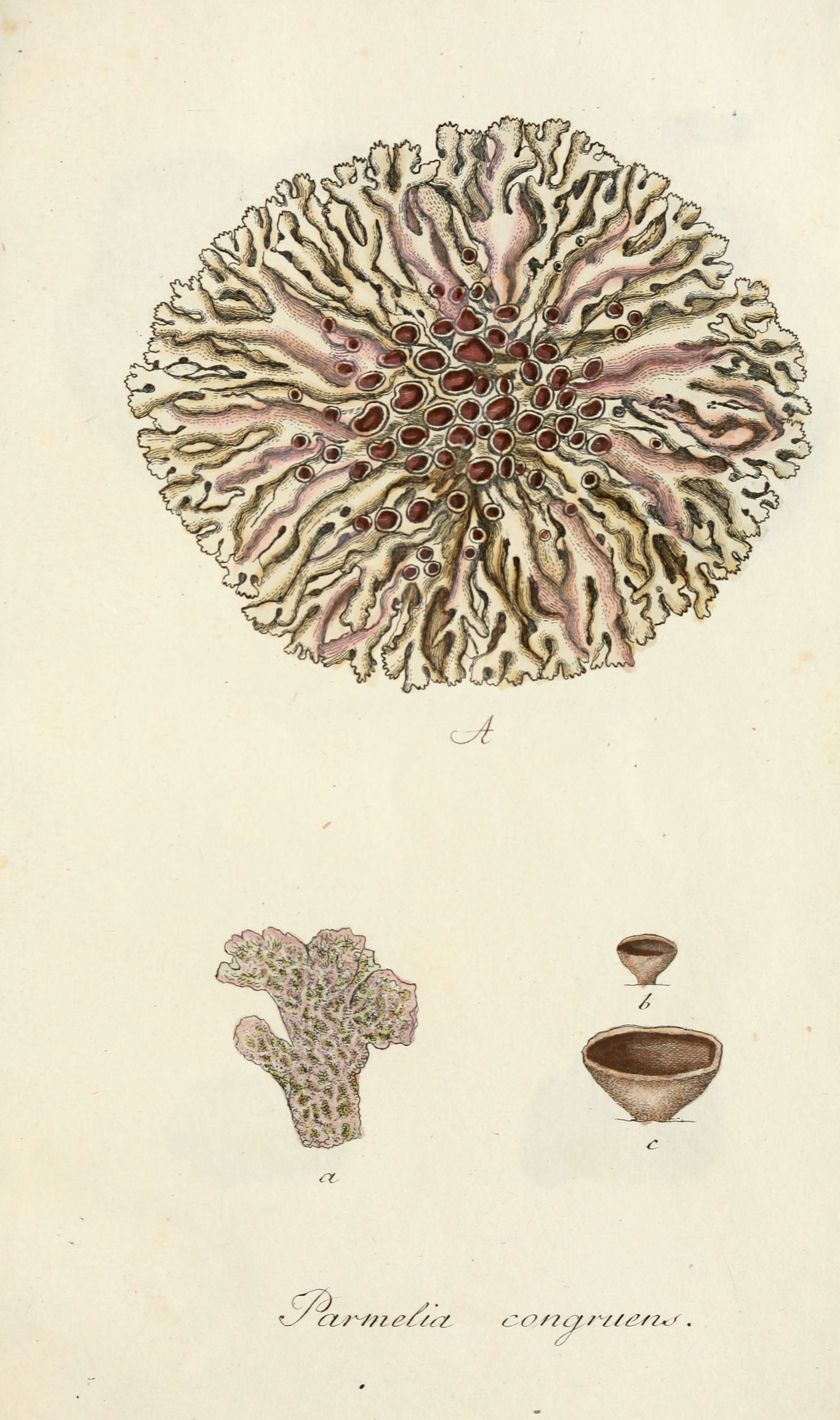 Lichenes Americani (6266359771)