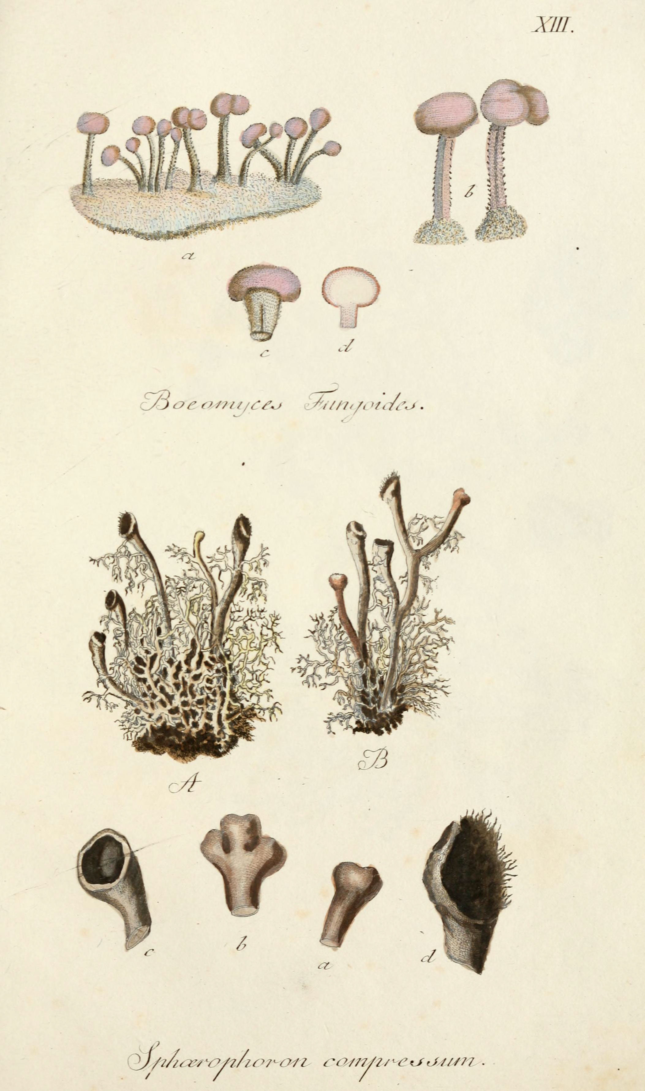 Lichenes Americani (6266362401)
