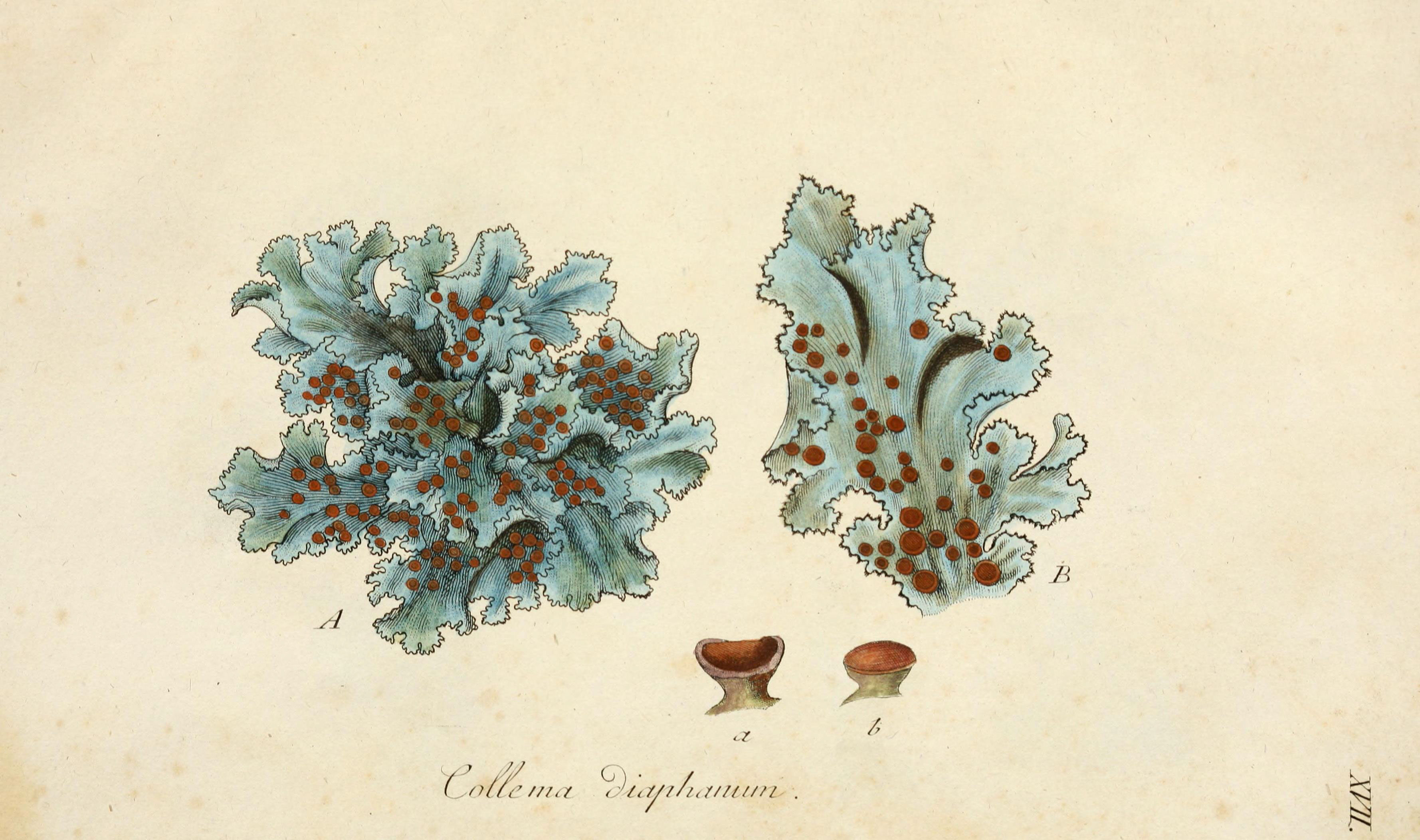 Lichenes Americani (6266363429)