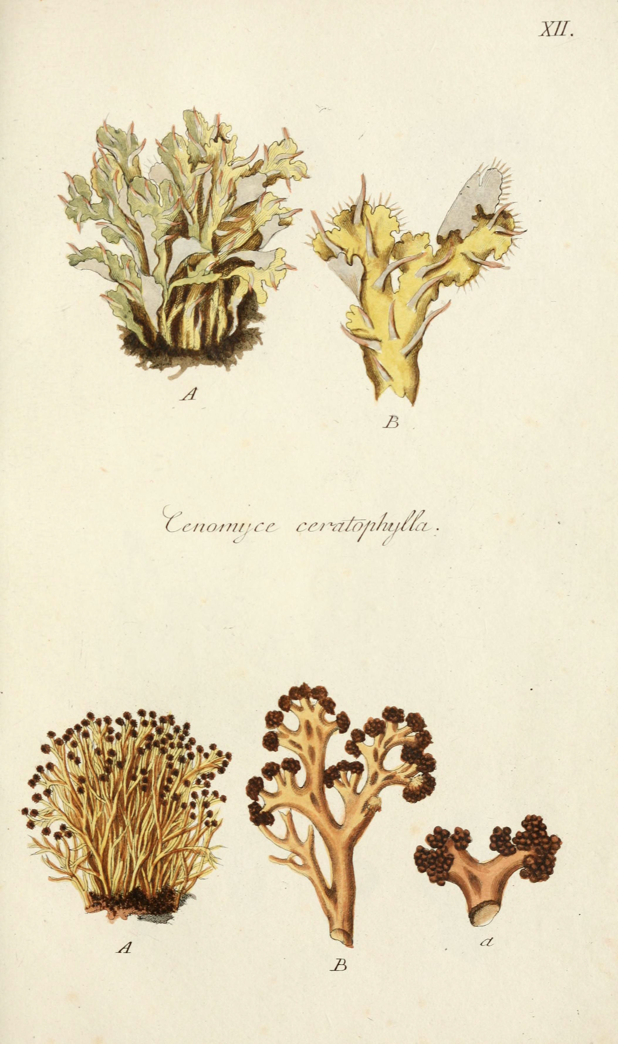 Lichenes Americani (6266889650)