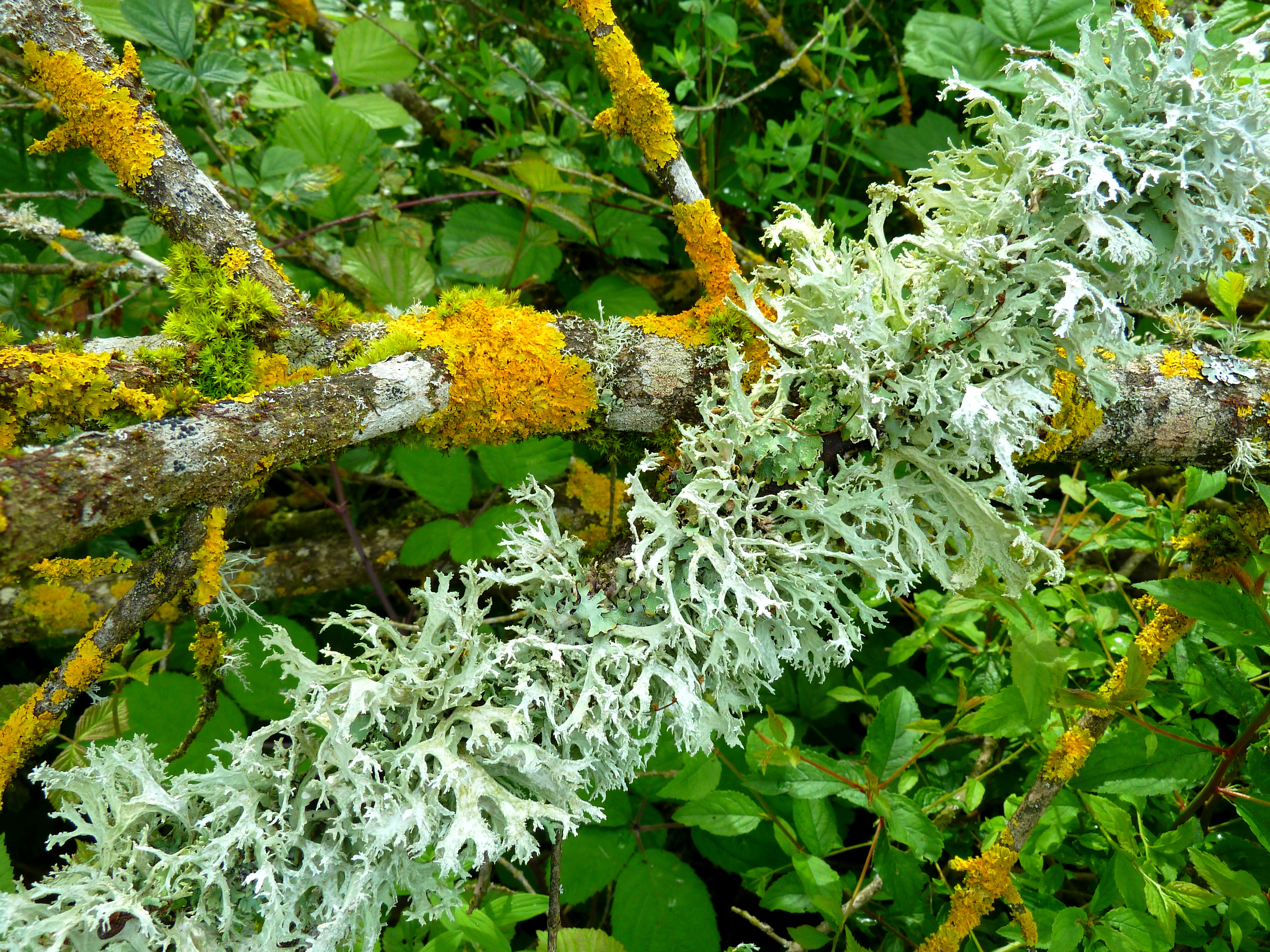 Lichens 06 2016