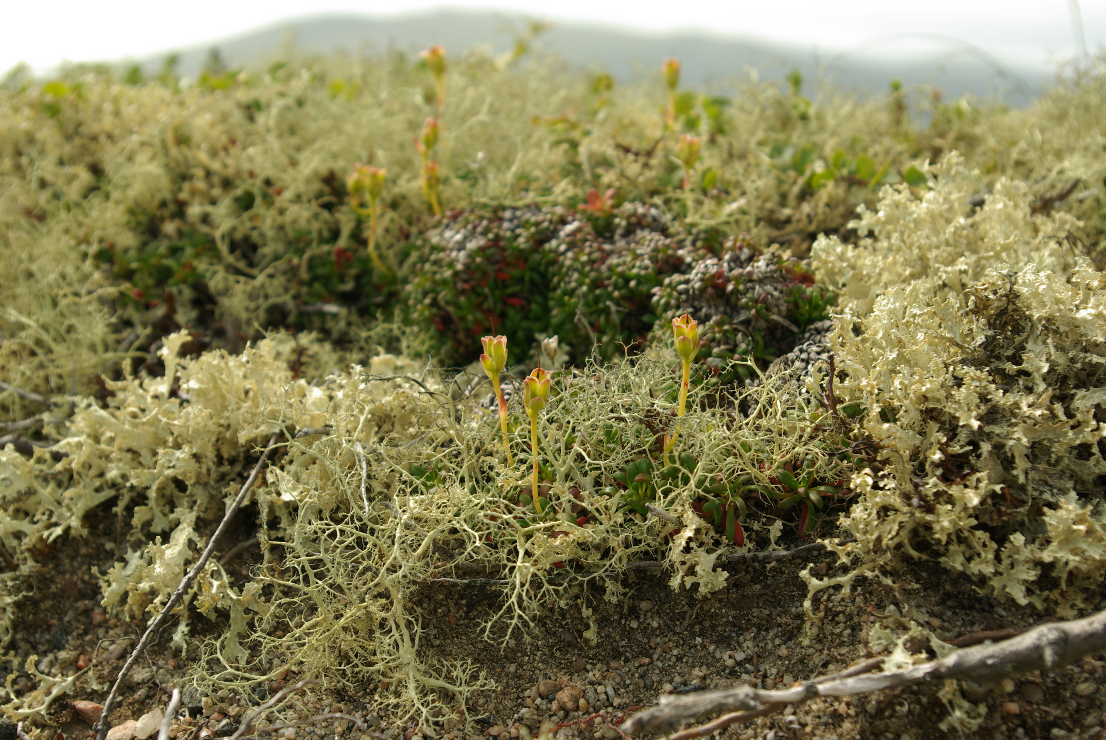 Lichens in tundra