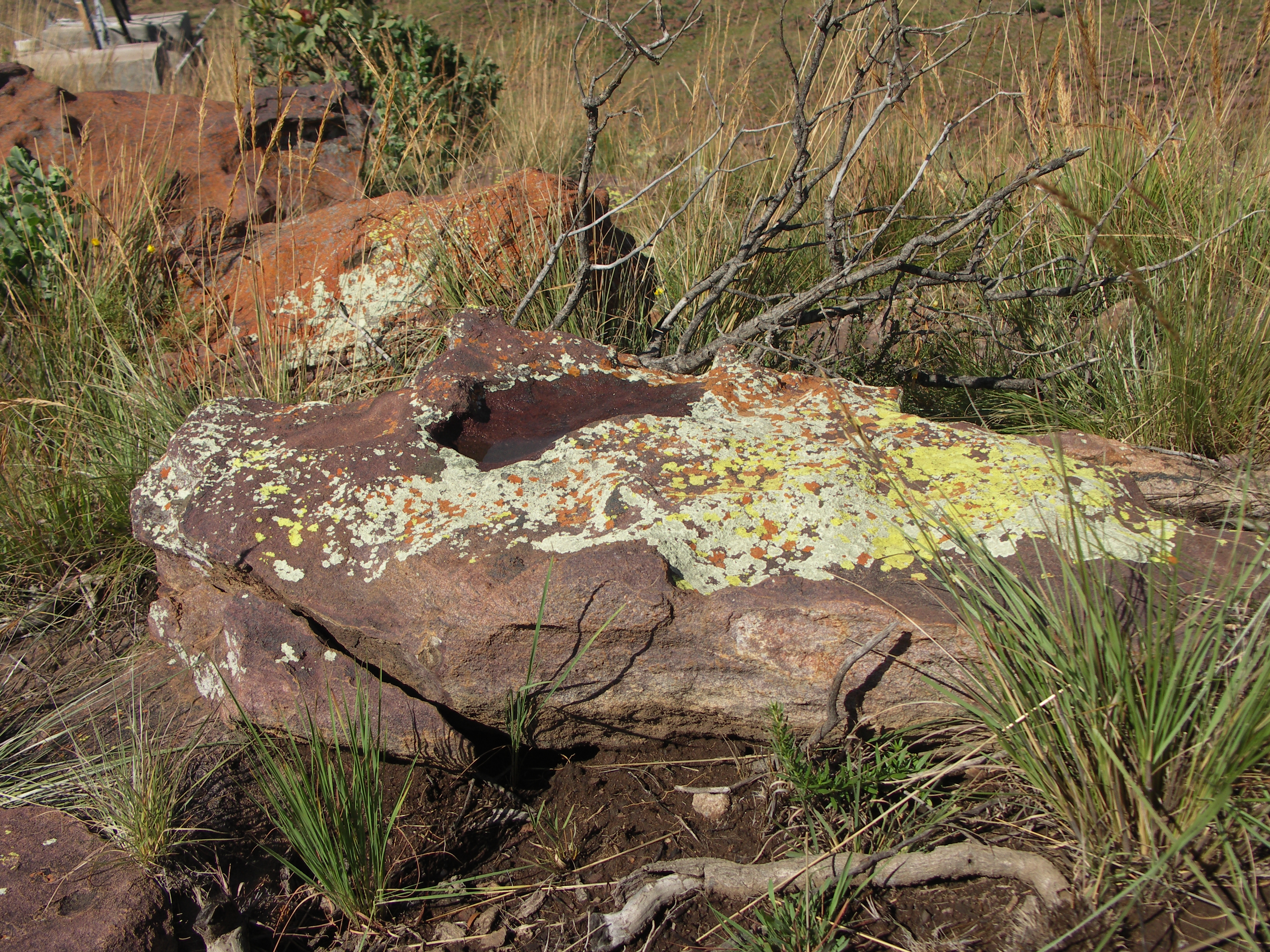 Lichens on Groothoek - 001