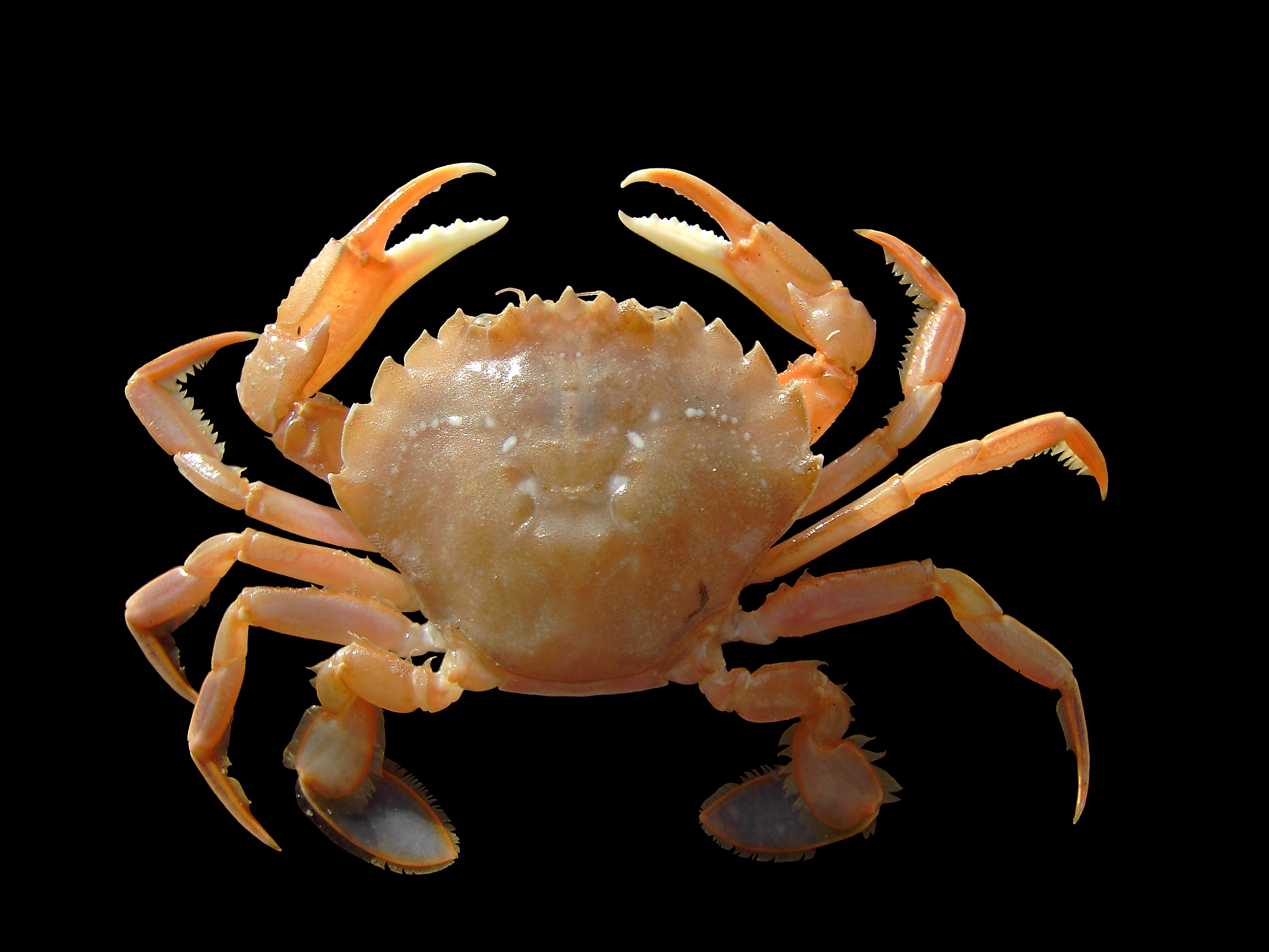 Liocarcinus holsatus