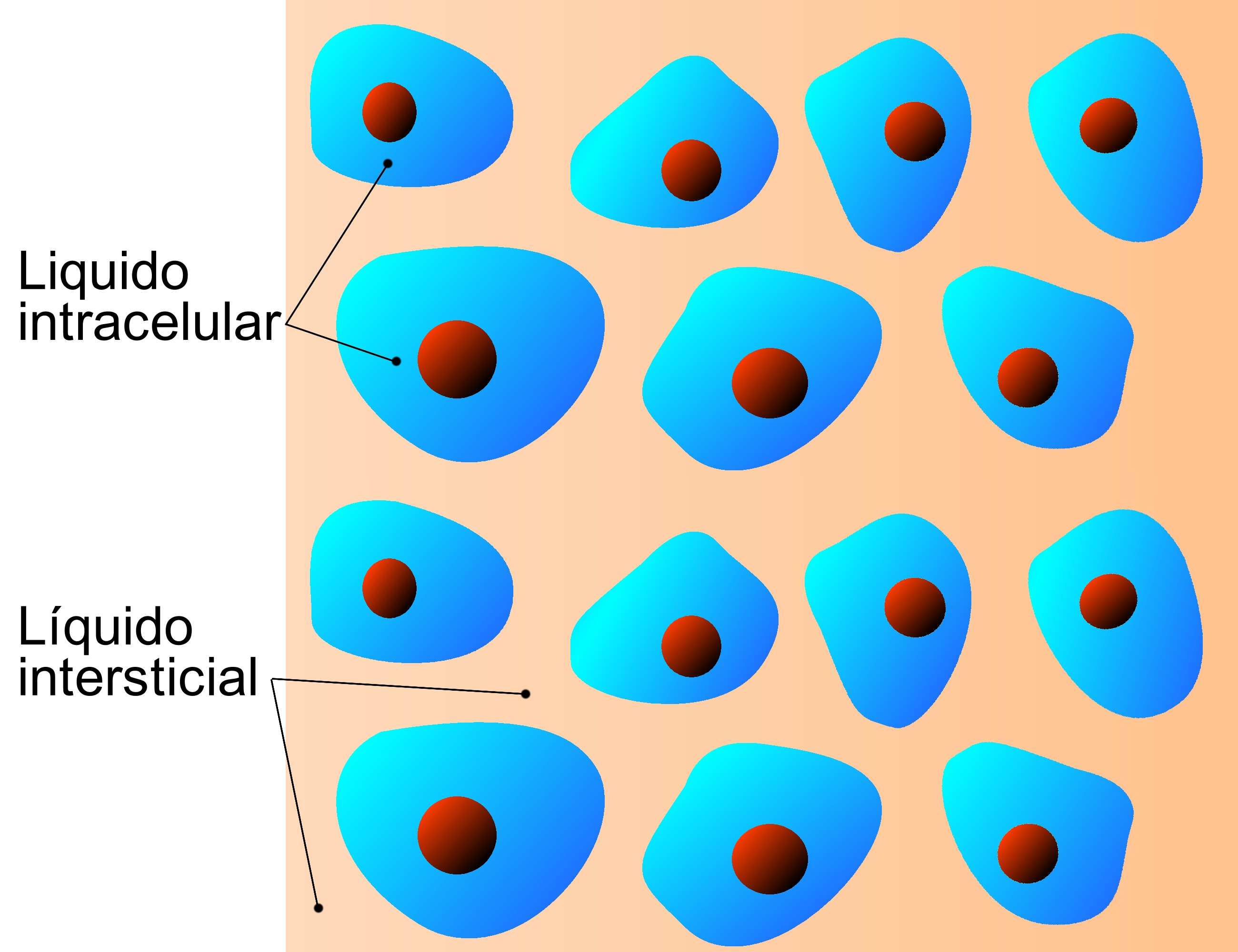 Liquidointracelular