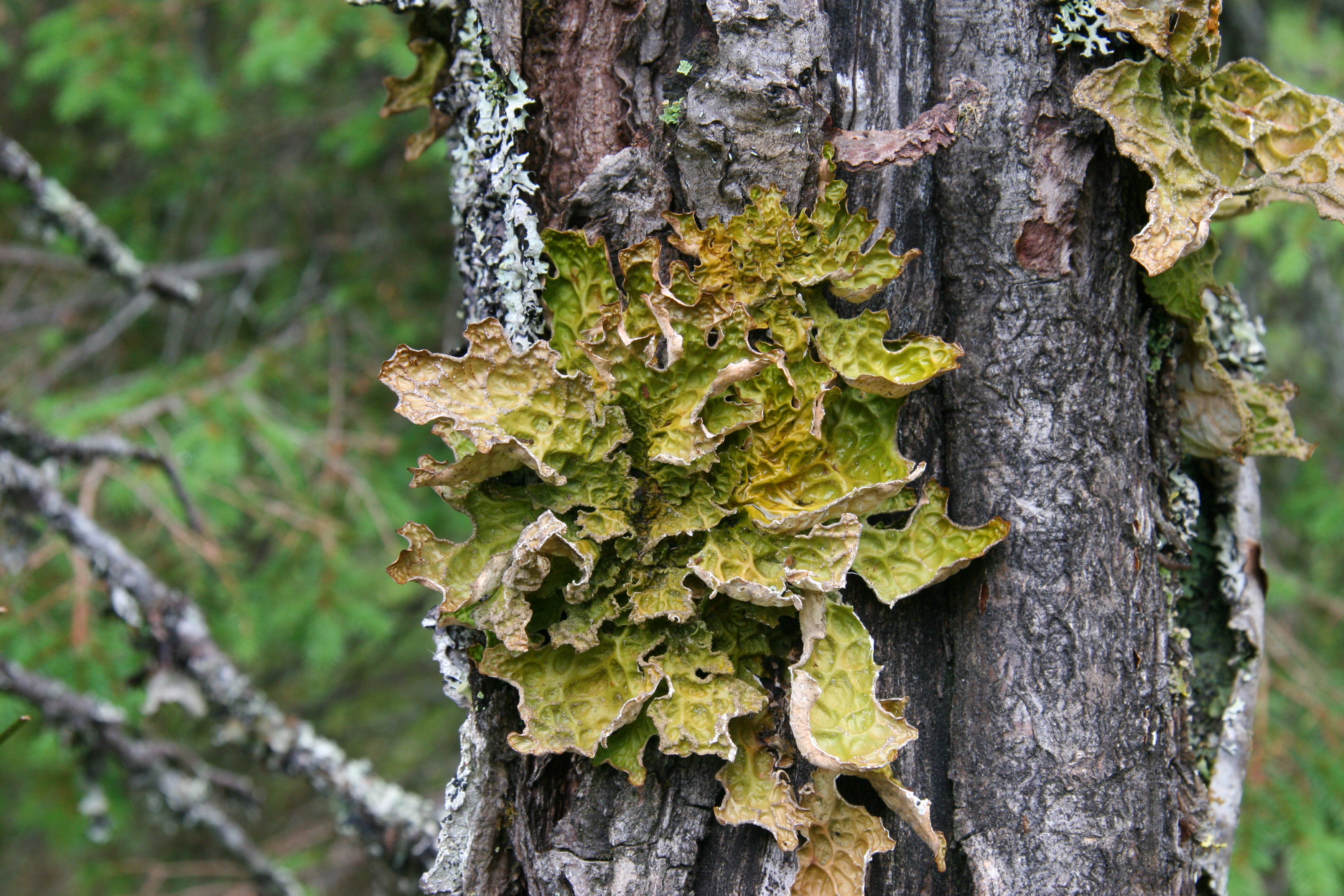 Lobaria pulmonaria (5969662776)