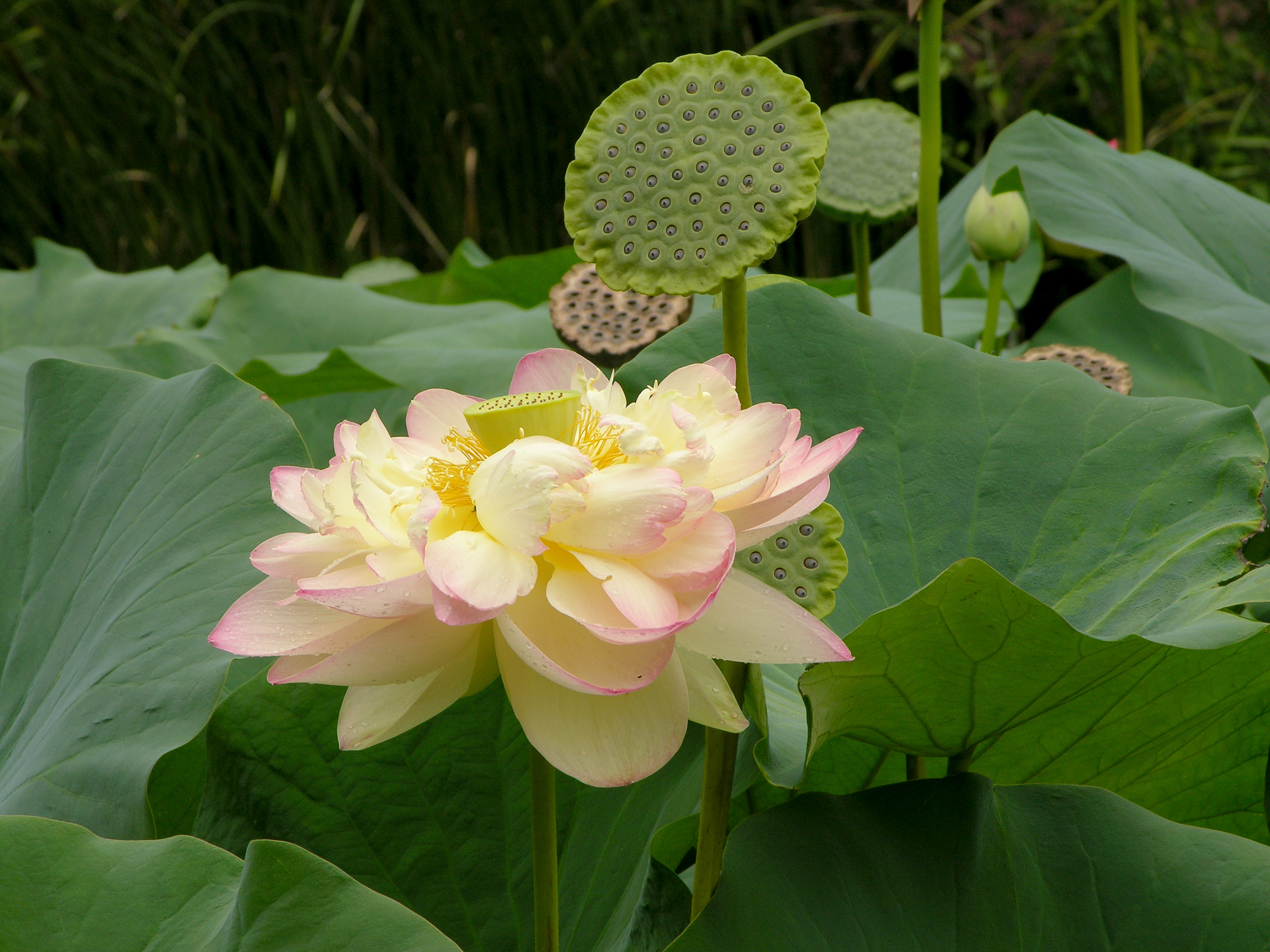Lotus Nelumbo nucifera Flower 3264px