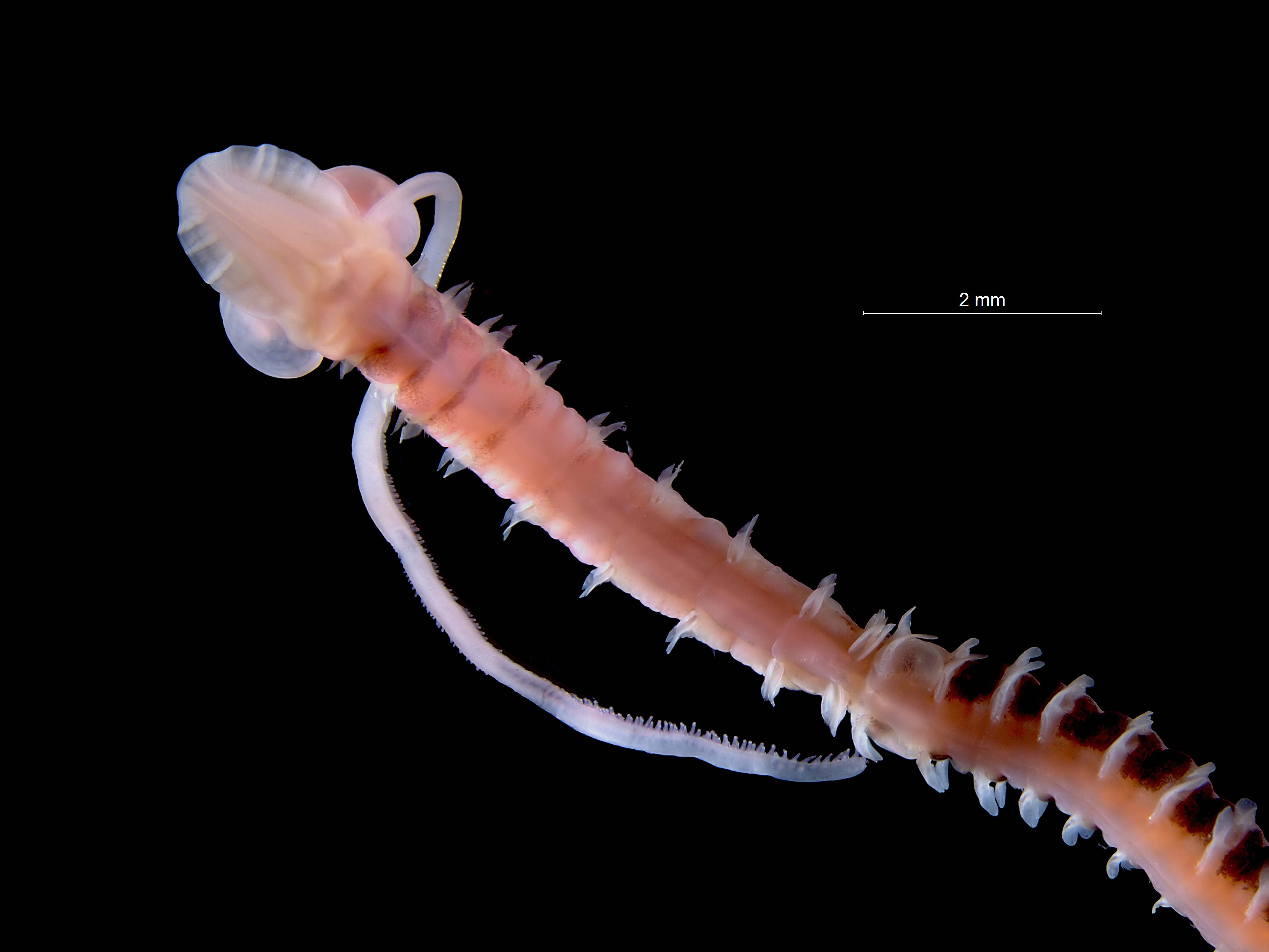 Magelona johnstoni (anterior)