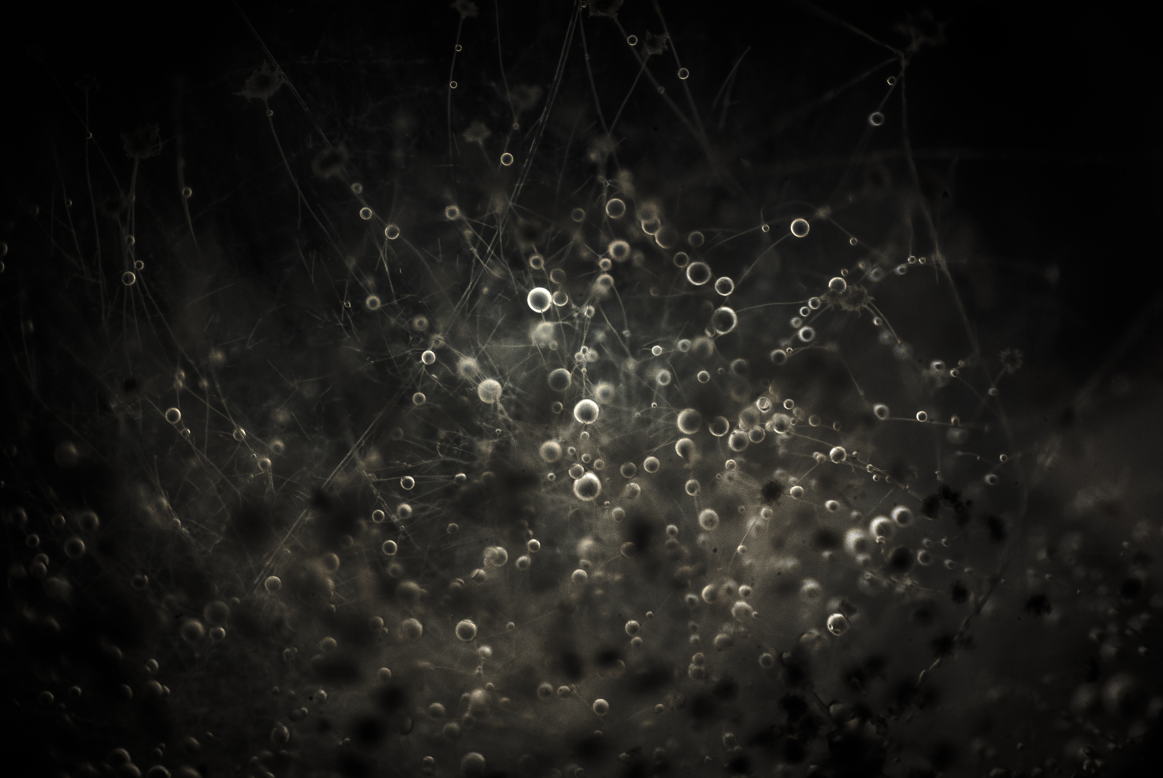 Mold - 02
