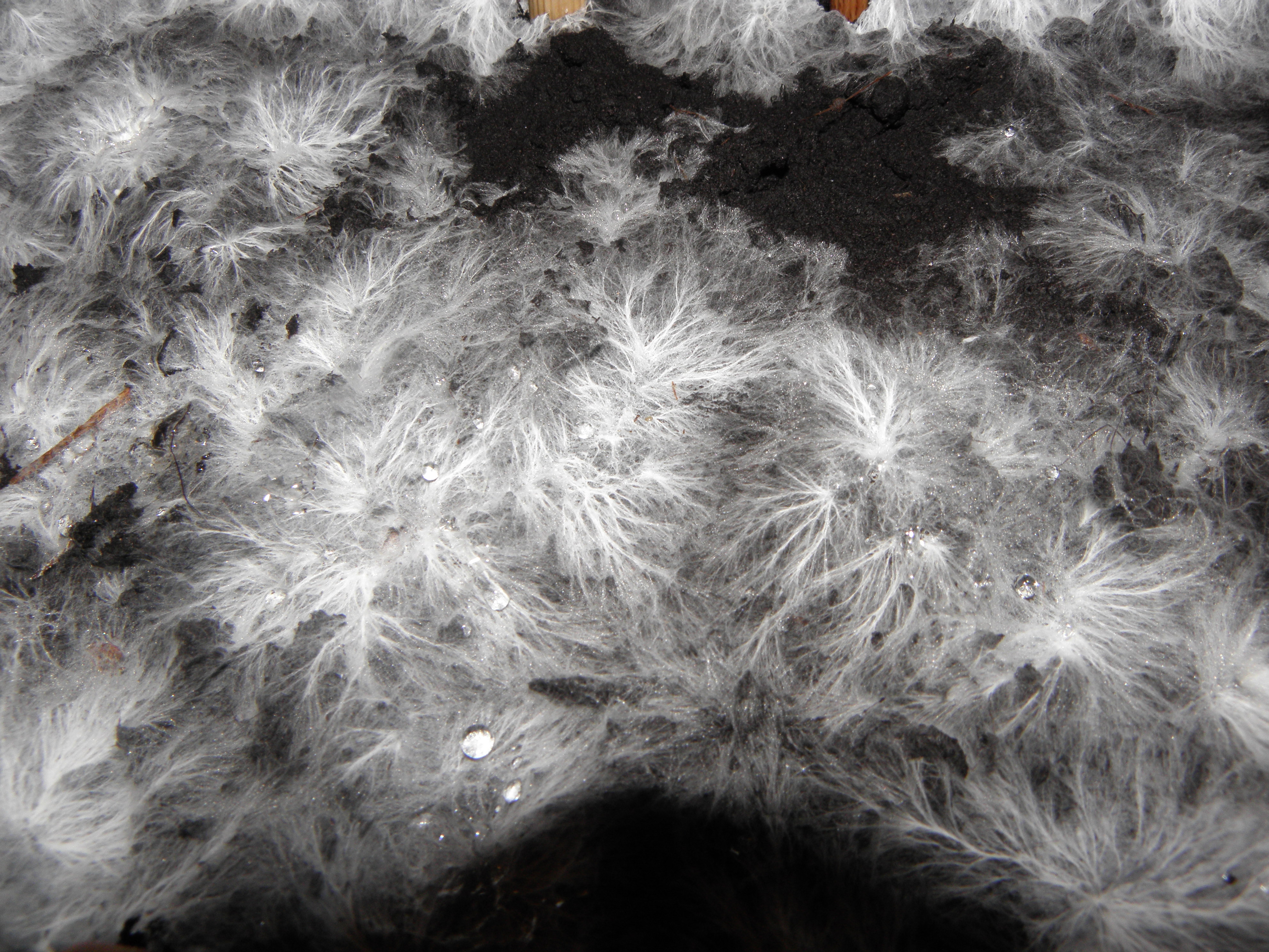Mycelium RH (8)