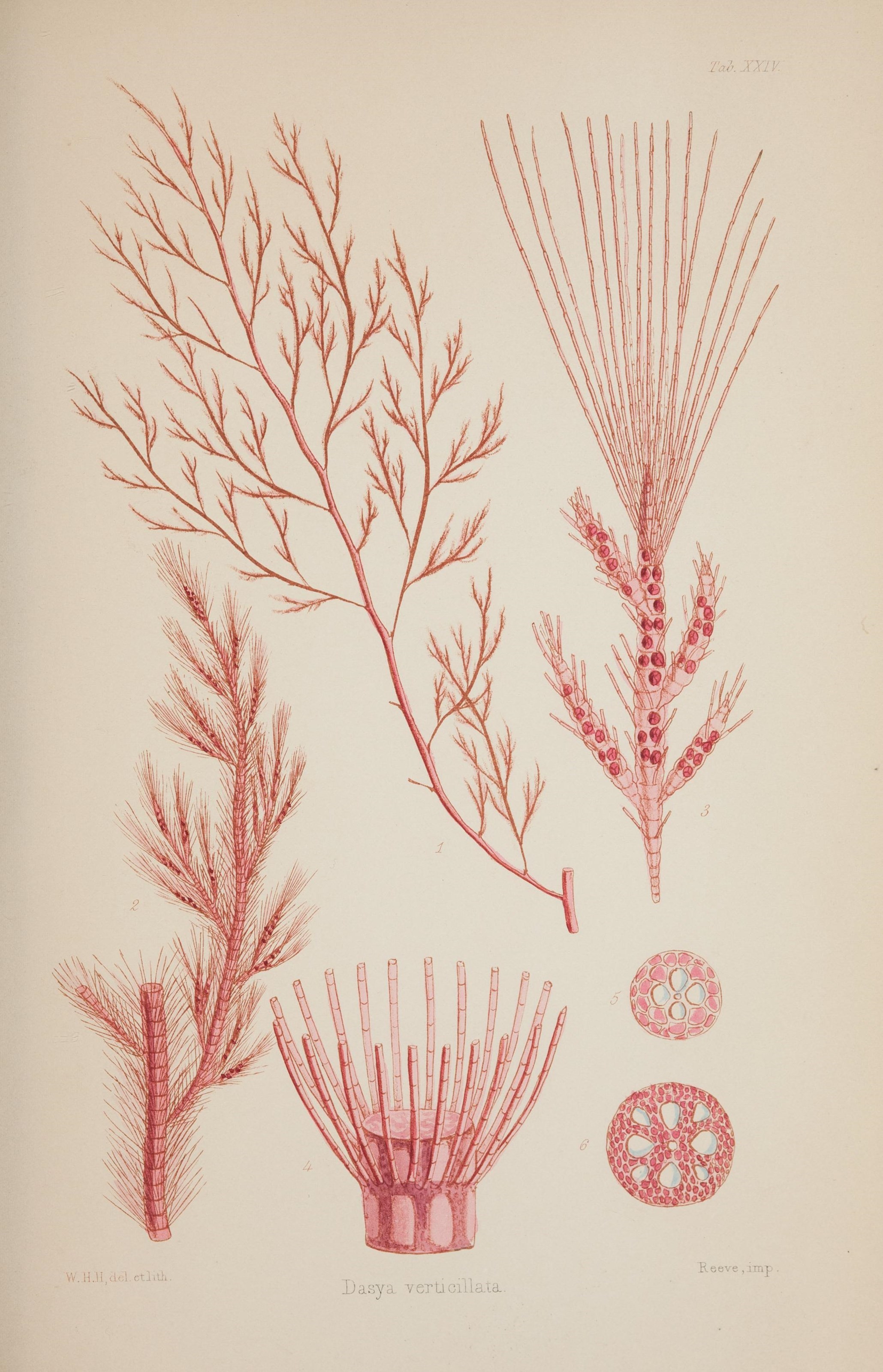 Nereis australis, or Algae of the southern ocean (17644274468)