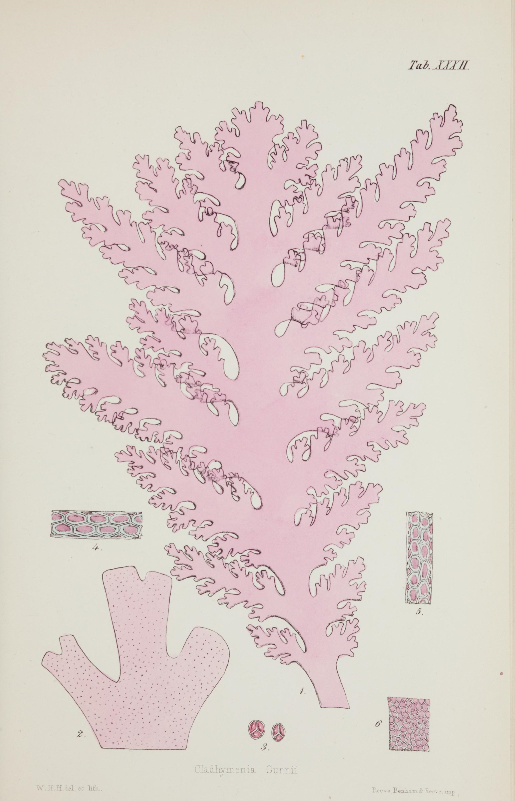 Nereis australis, or Algae of the southern ocean (17644643100)