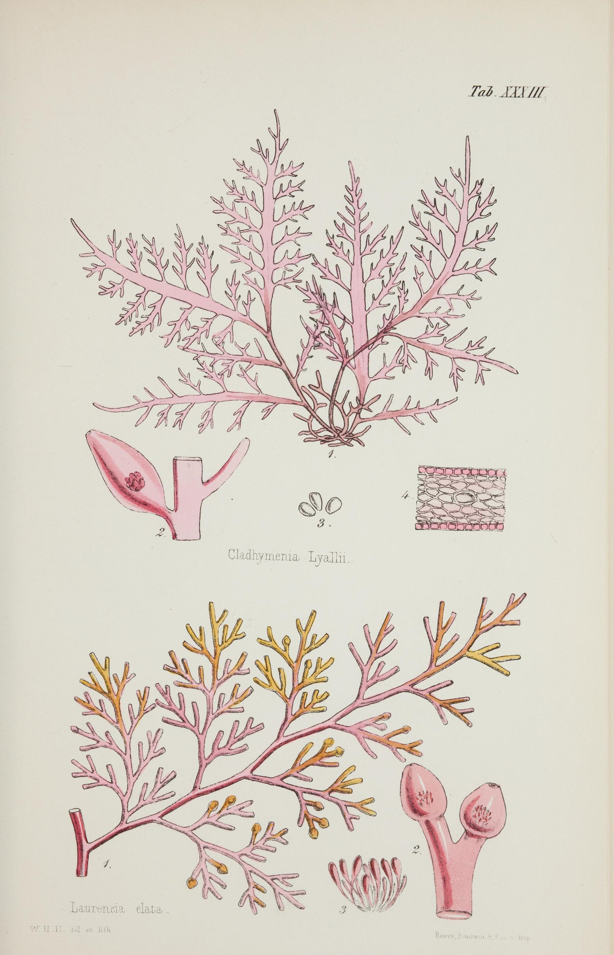 Nereis australis, or Algae of the southern ocean (17832204595)