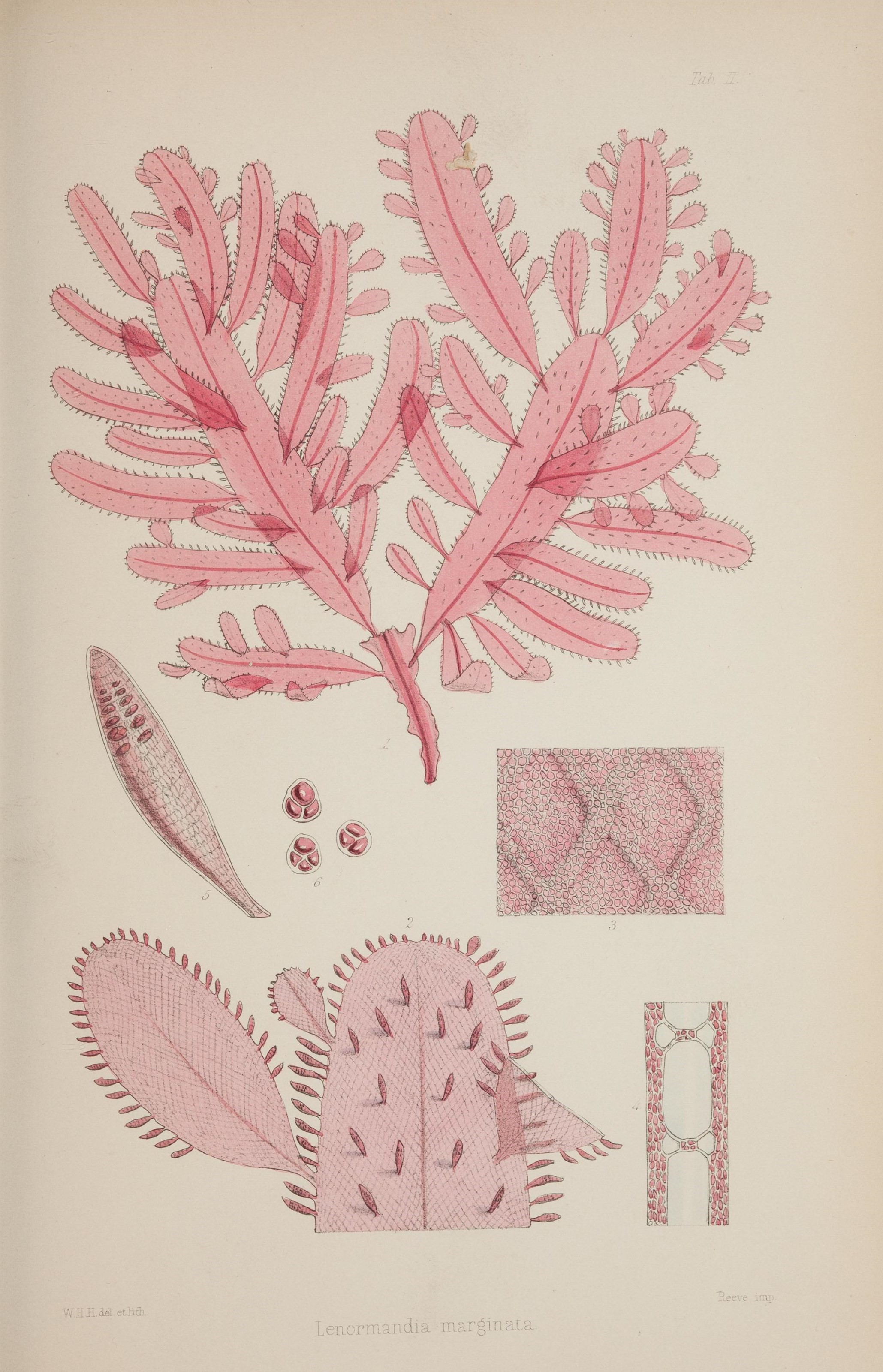 Nereis australis, or Algae of the southern ocean (17832233291)
