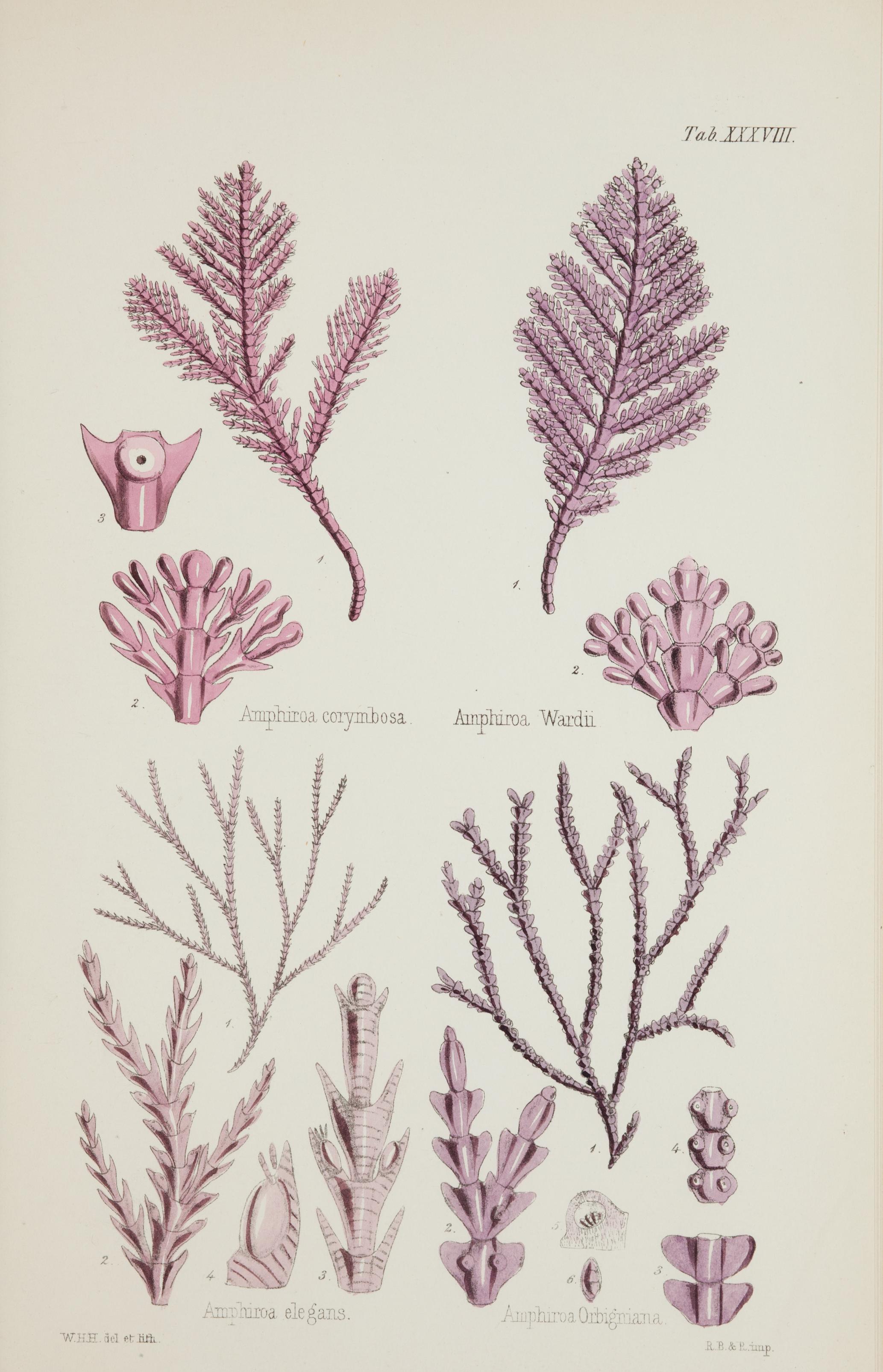 Nereis australis, or Algae of the southern ocean BHL46201249