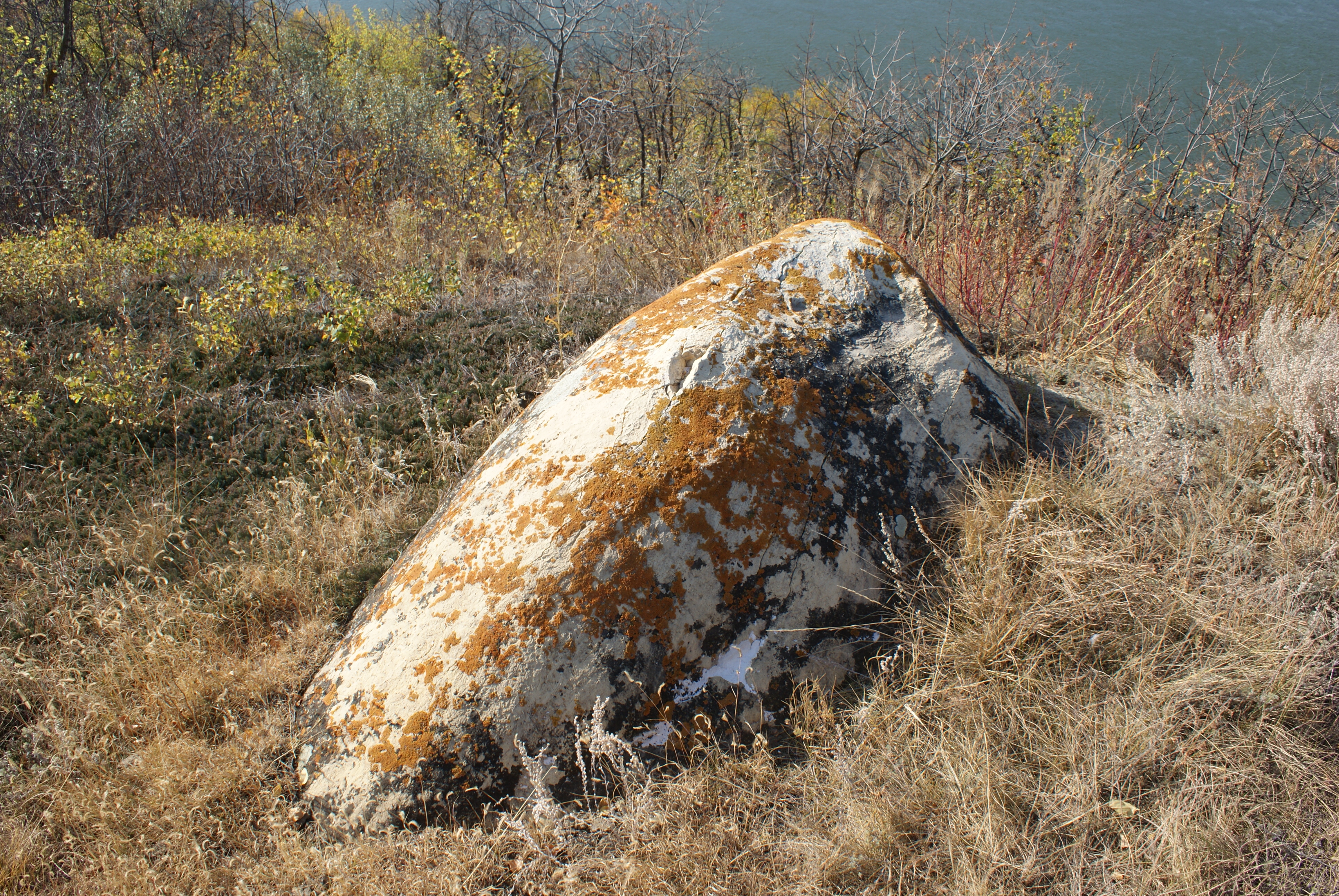 orange lichen on a rock