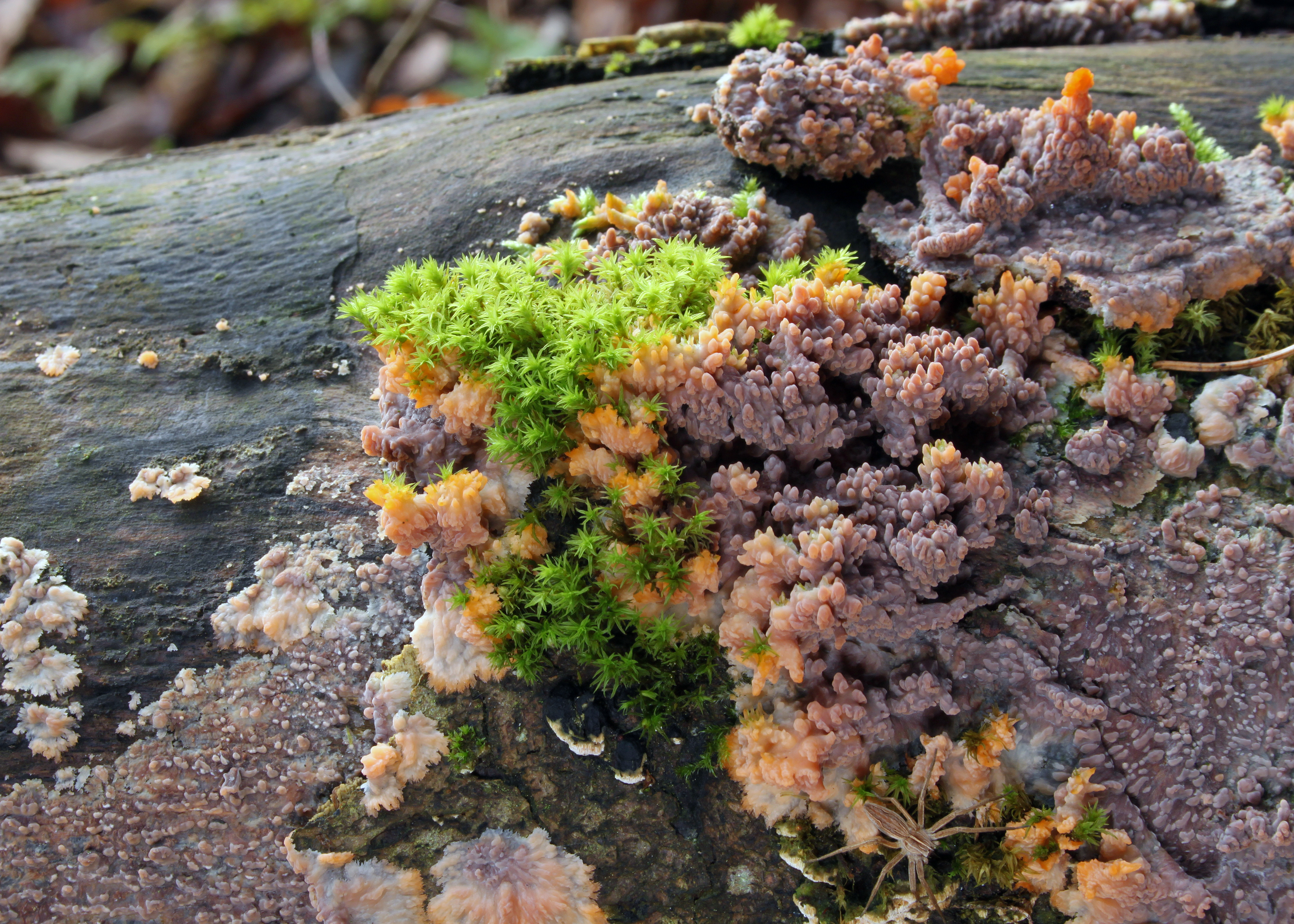 Orangeroter Kammpilz-Phlebia radiata