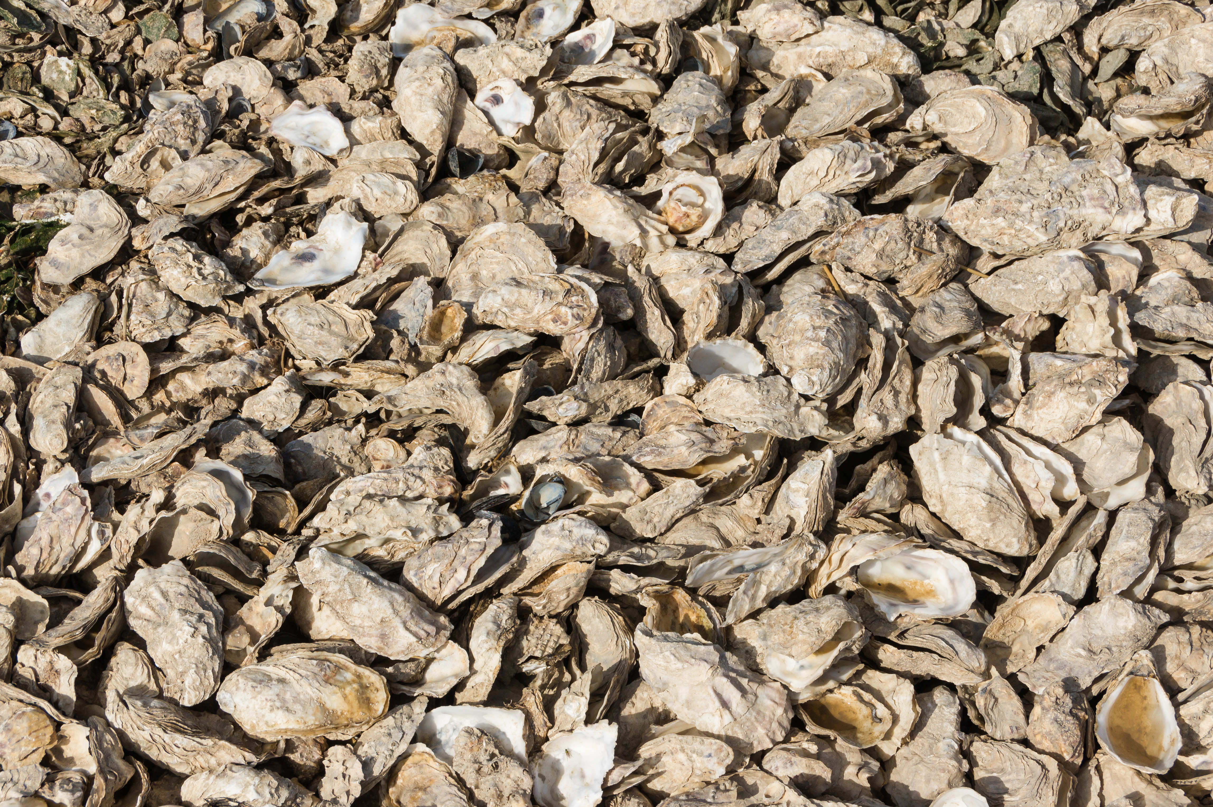 Oyster shells, texture, Esnandes, Charente-Maritime, august 2015