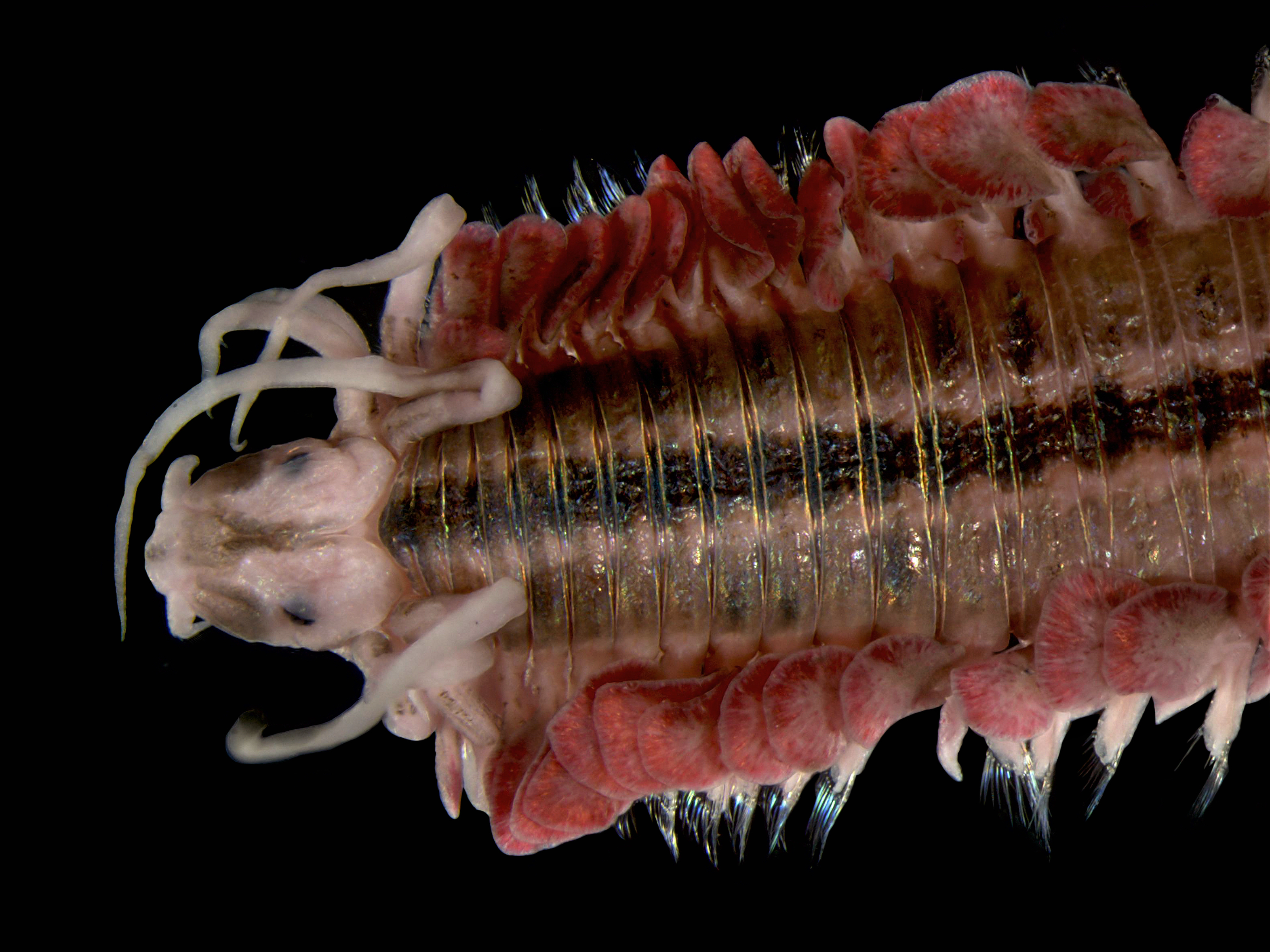 Phyllodoce lineata (hires)