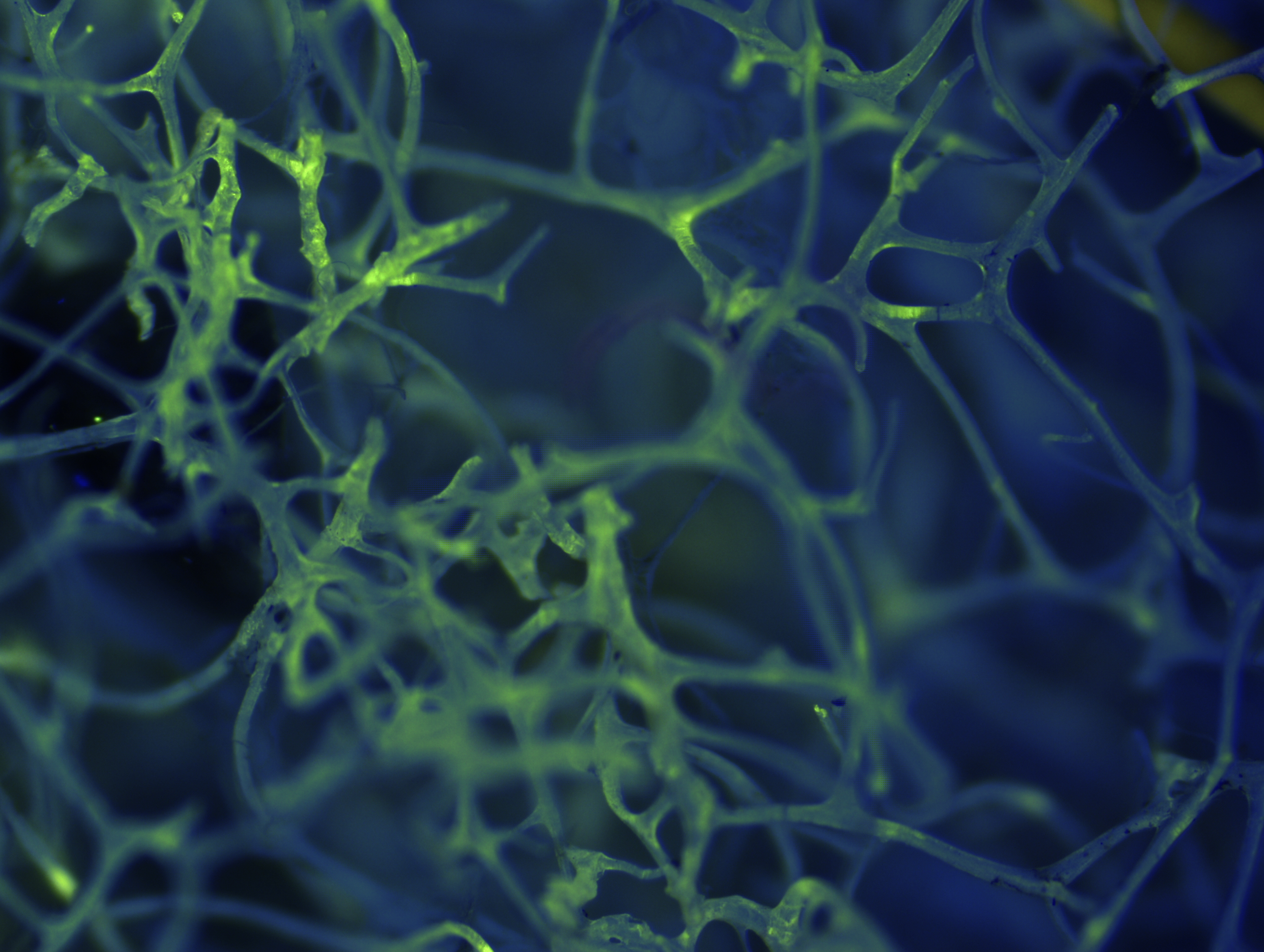 Porifera