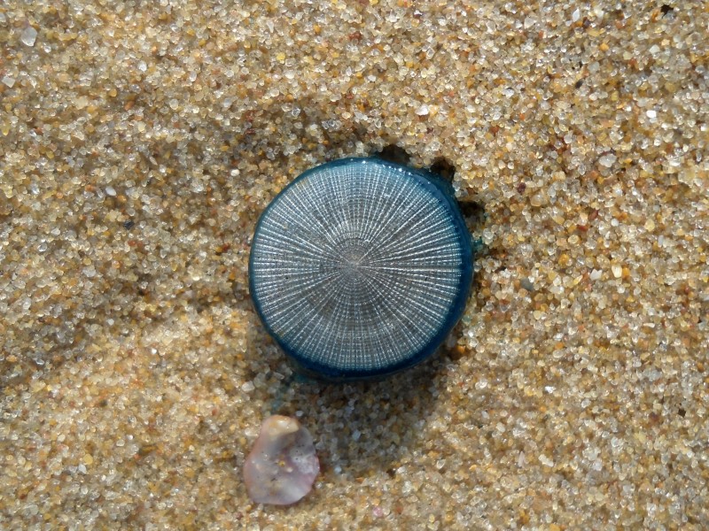 (Porpita porpita) Blue button in Bay of Bengal 03