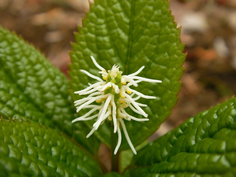 ヒトリシズカ(一人静)(Chloranthus japonicus)-花 (5845188728)